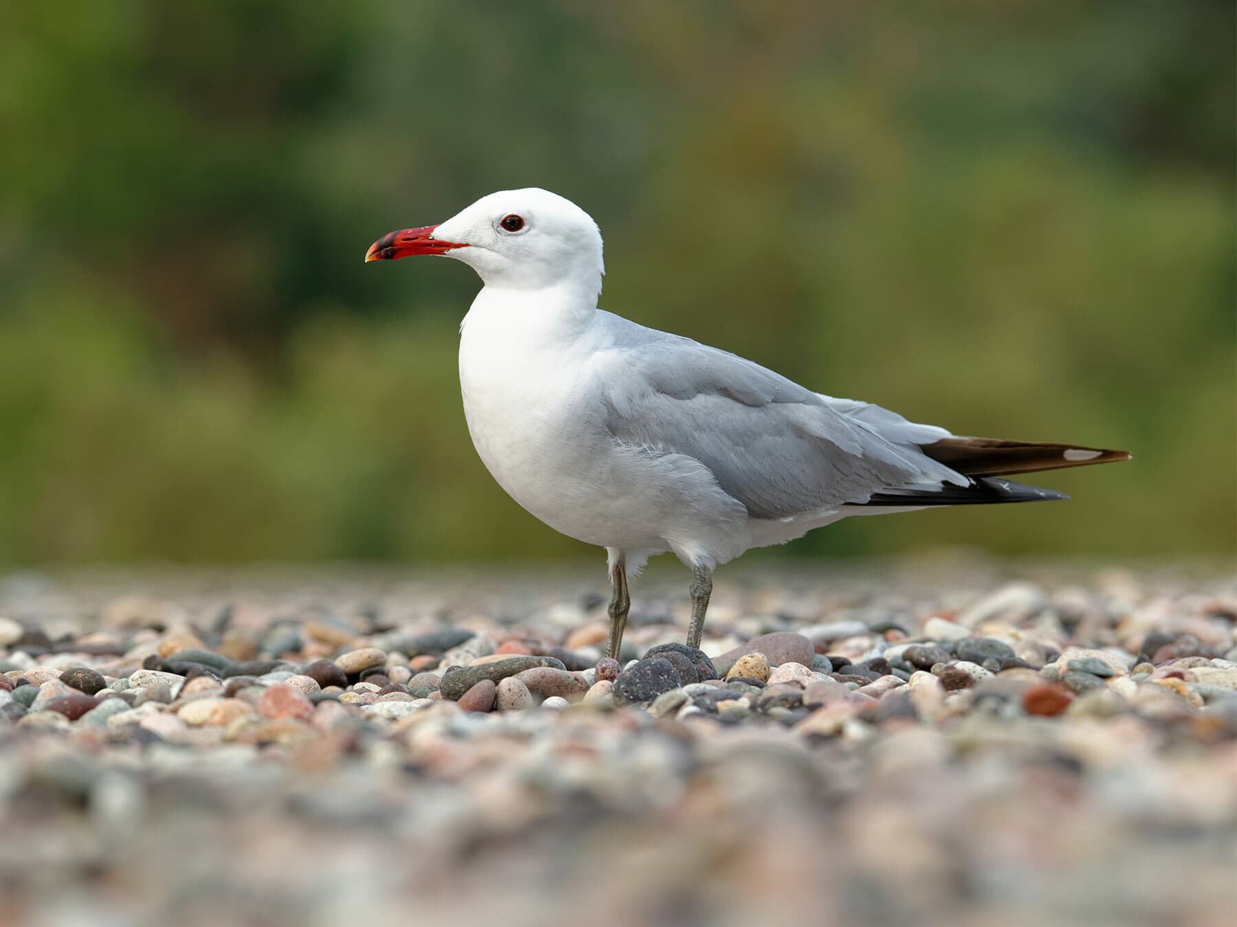 Audouin's Gull