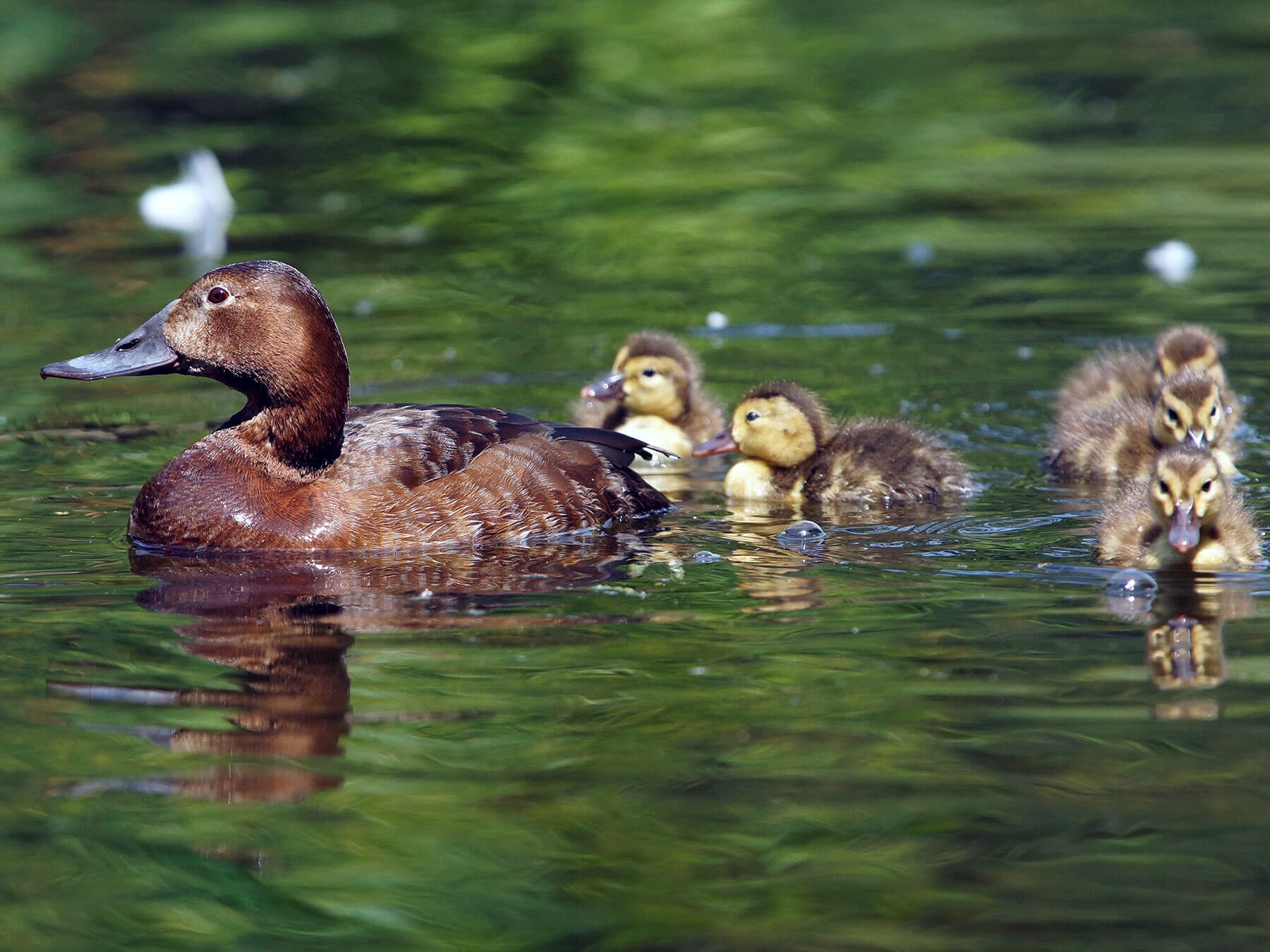 Mother Pochard swimming with her chicks