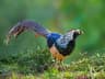 Lady Amherst's Pheasant