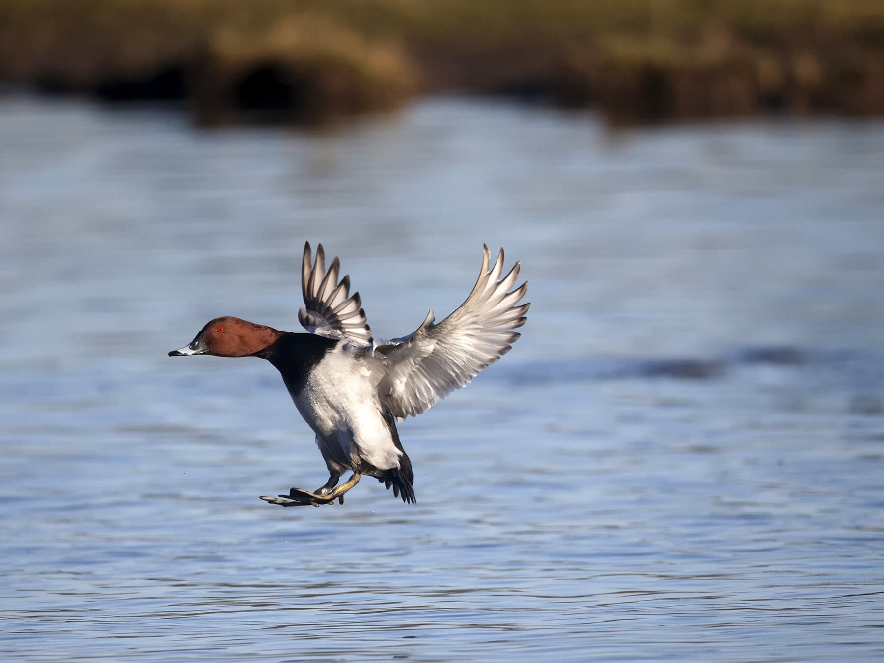 Male Pochard landing on water