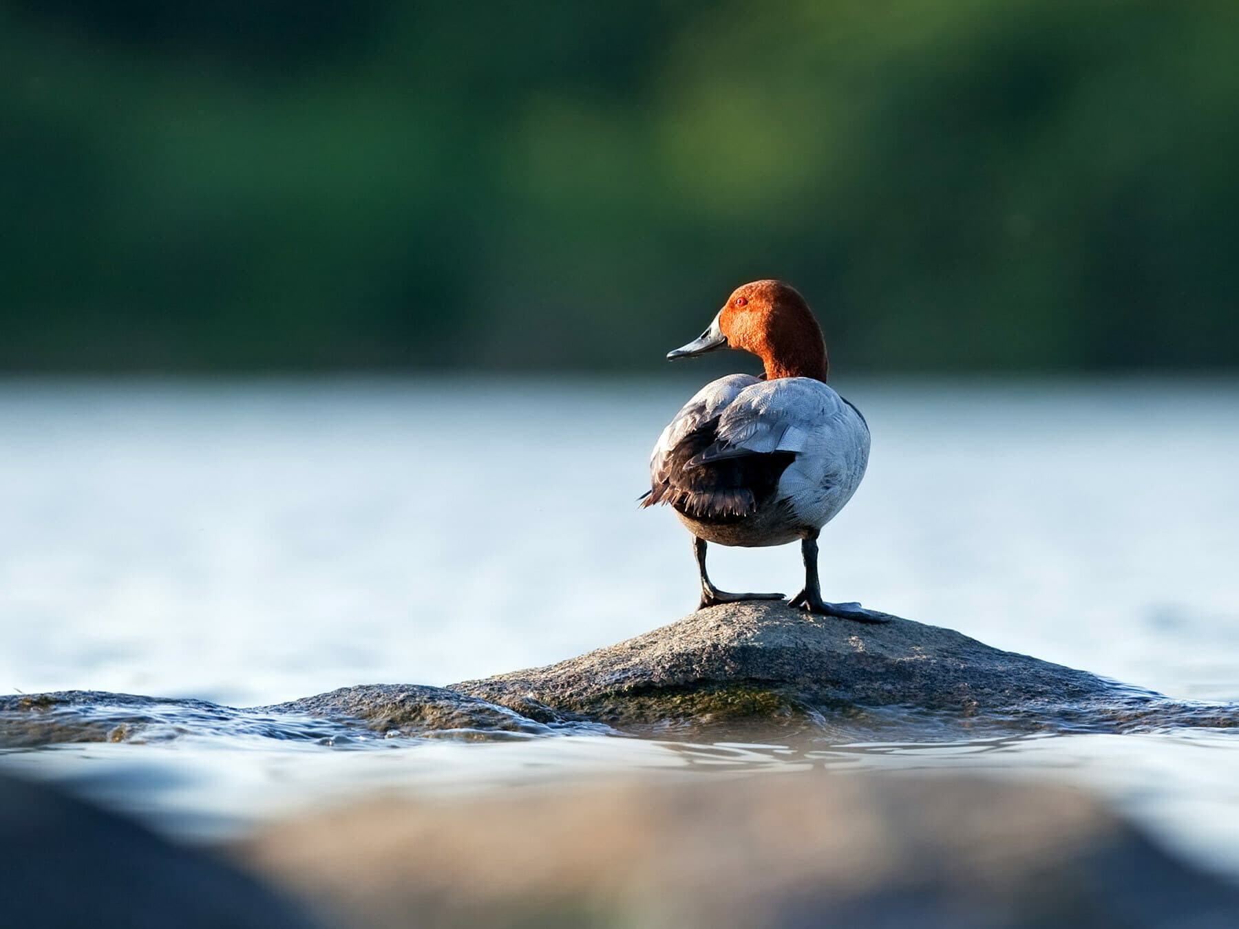 Male Pochard