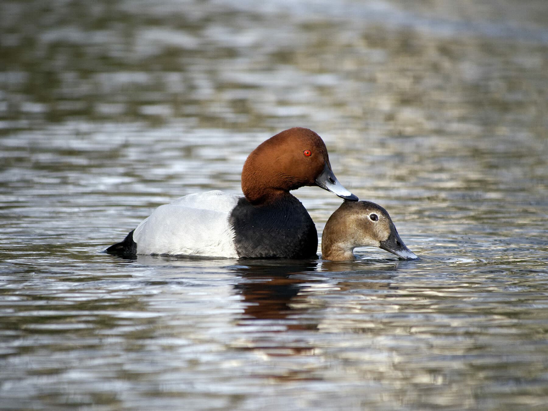 Pair of mating Pochards