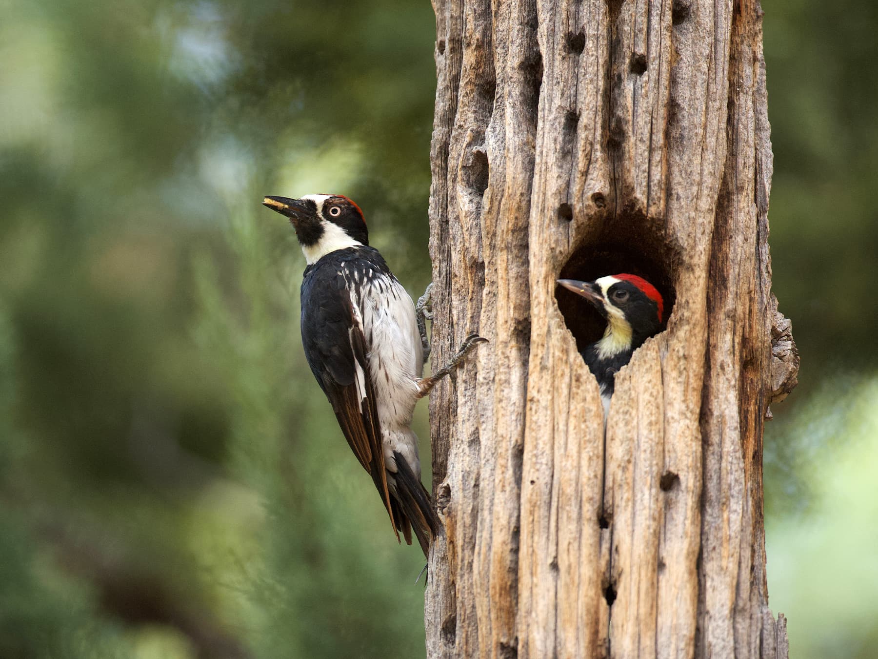 Acorn woodpecker bringing food to nest