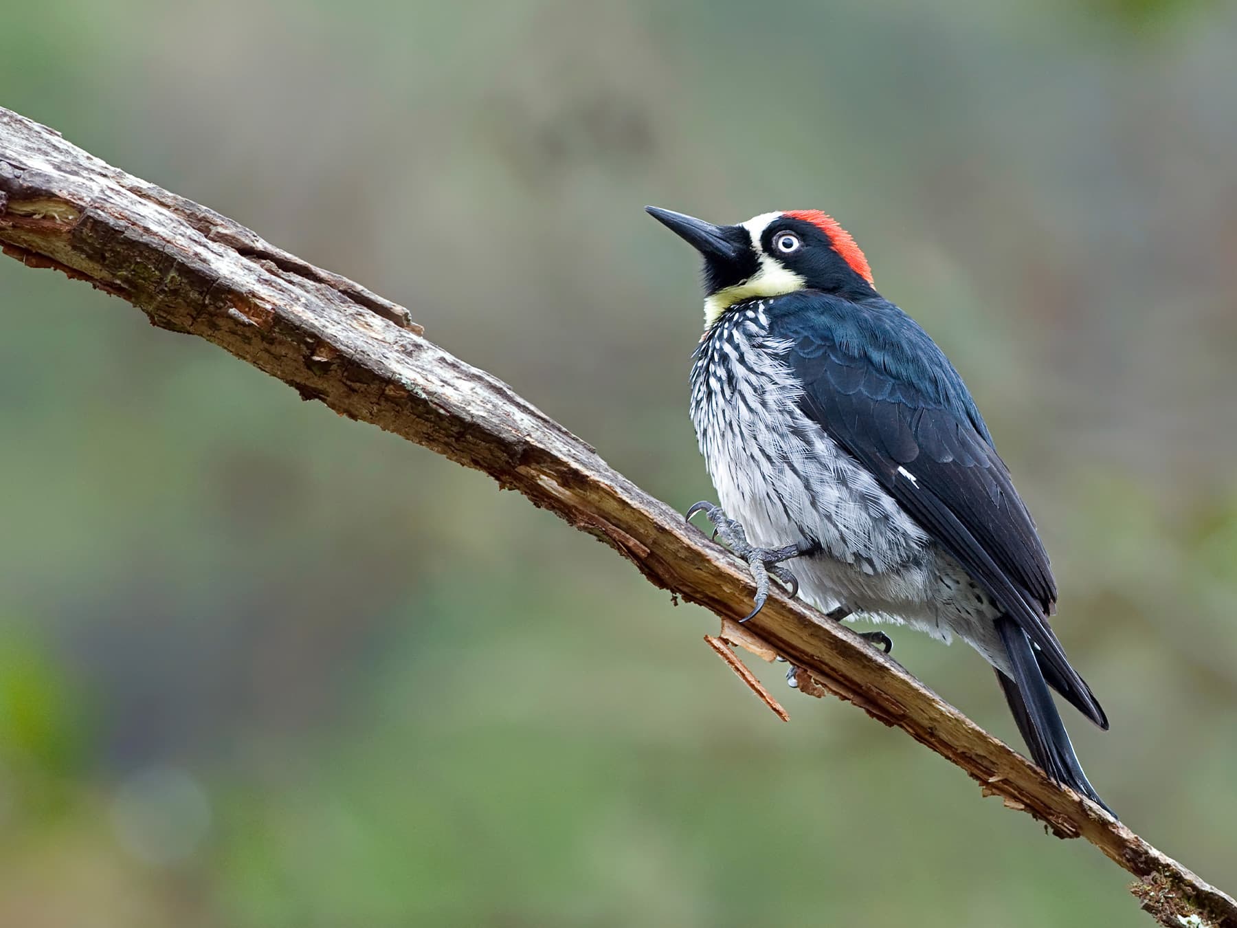 Acorn Woodpecker perching on a broken branch