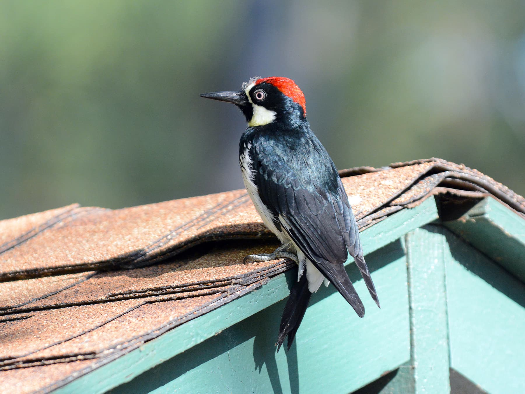 Acorn woodpecker on shed roof