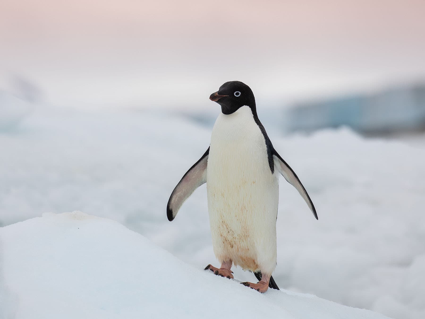 Adélie Penguin in Antarctica