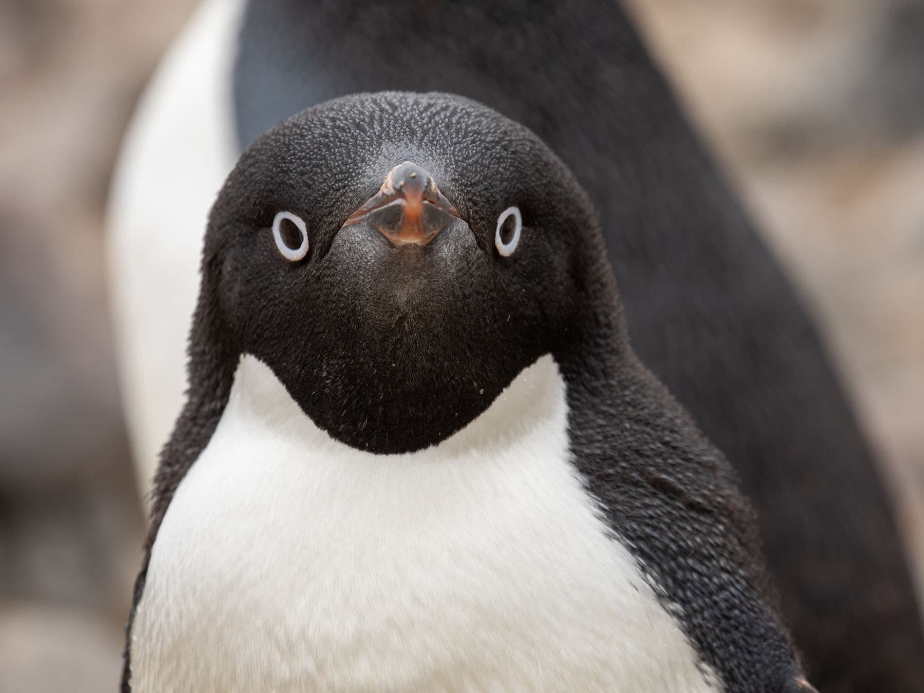Close up portrait of an Adélie Penguin