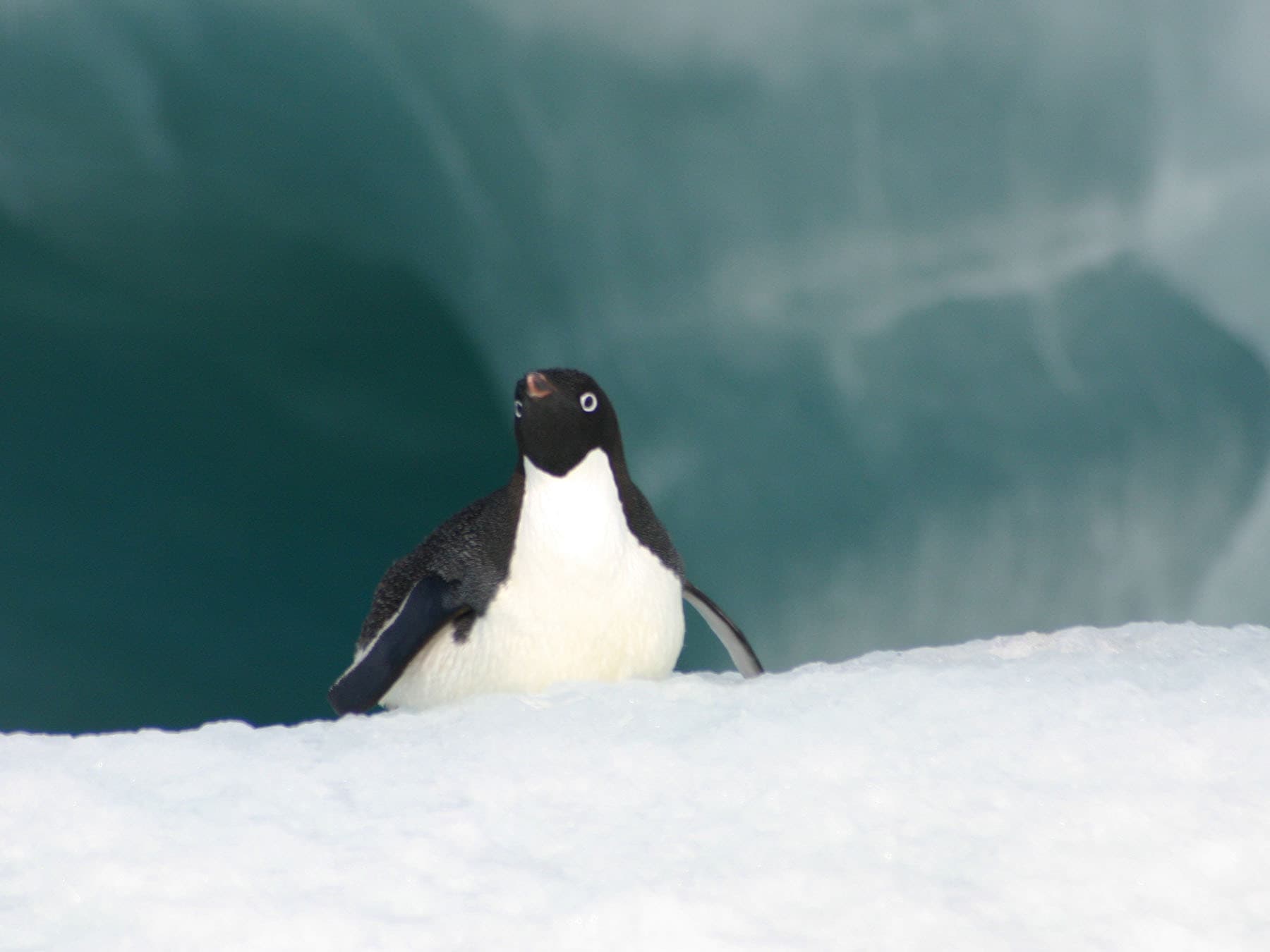 Adélie Penguin gliding along the ice