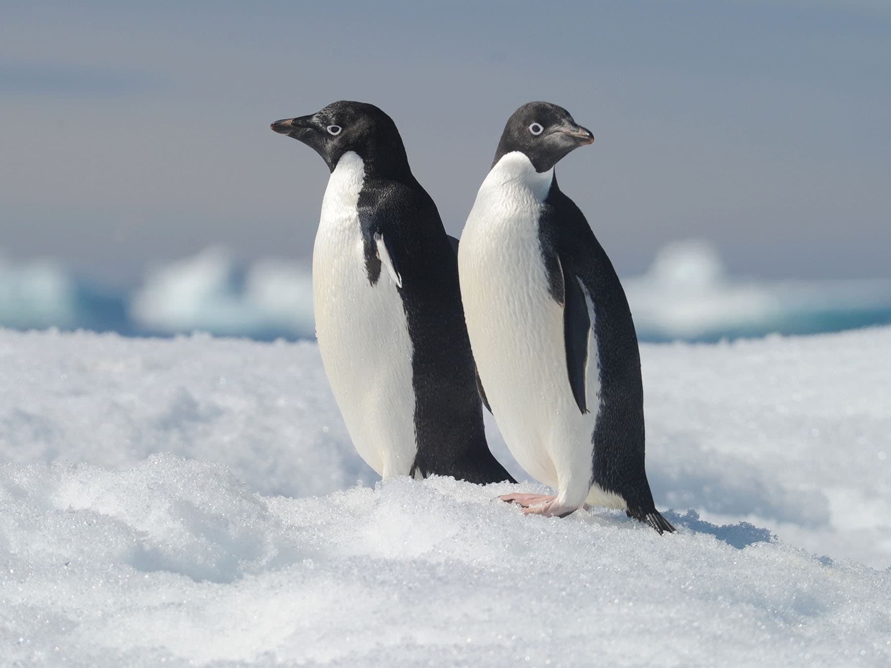 A pair of Adélie Penguins