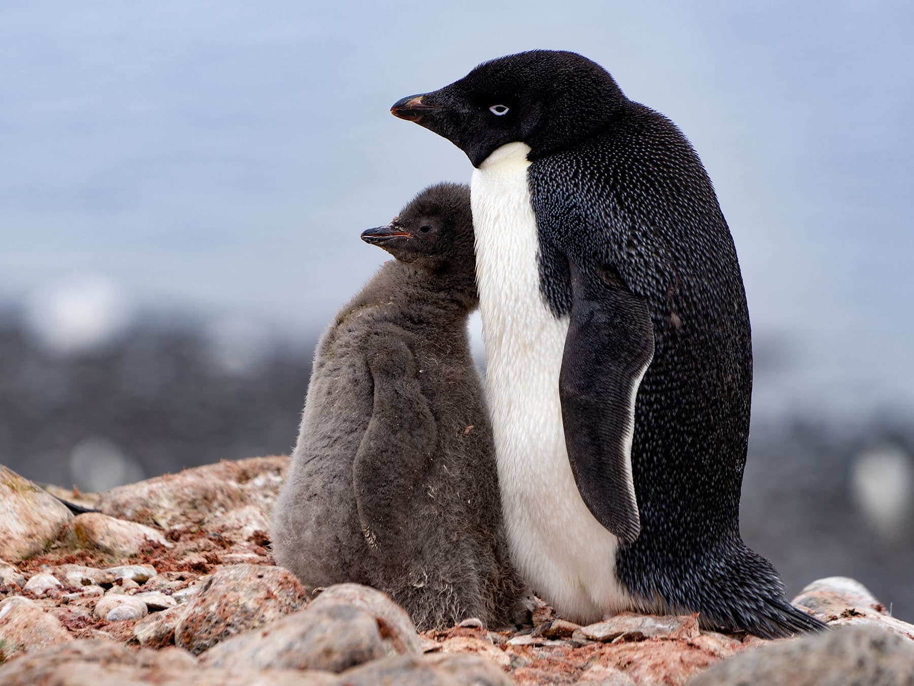 Adélie Penguin with young chick