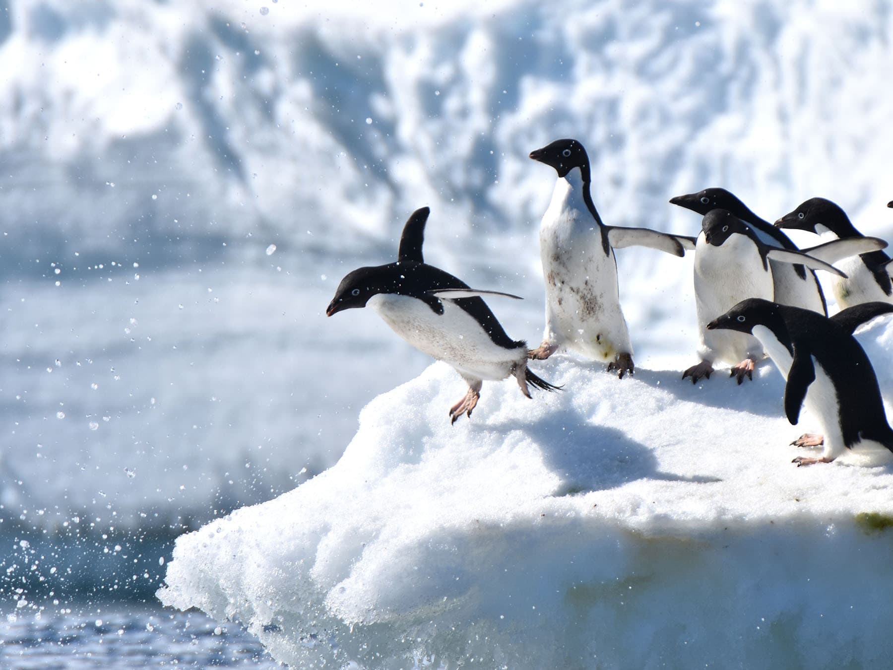 Adélie Penguins diving into the water