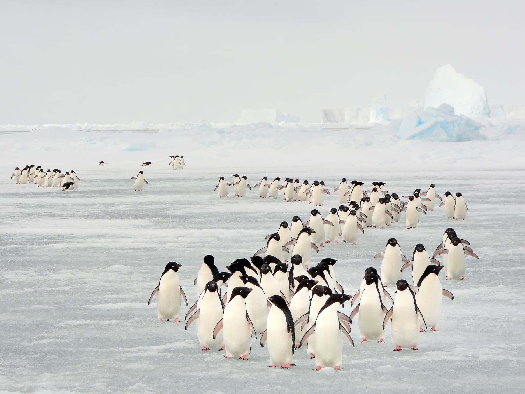 Adelie penguins migrating