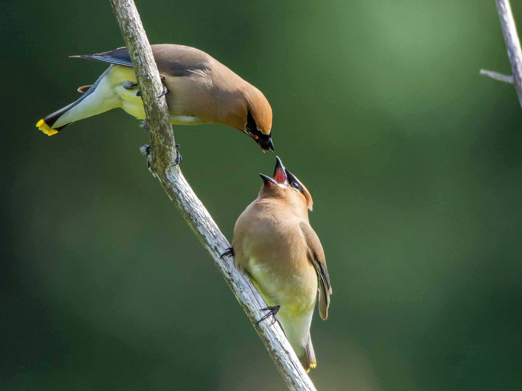 Adult (left) Cedar Waxwing feeding juvenile (right)