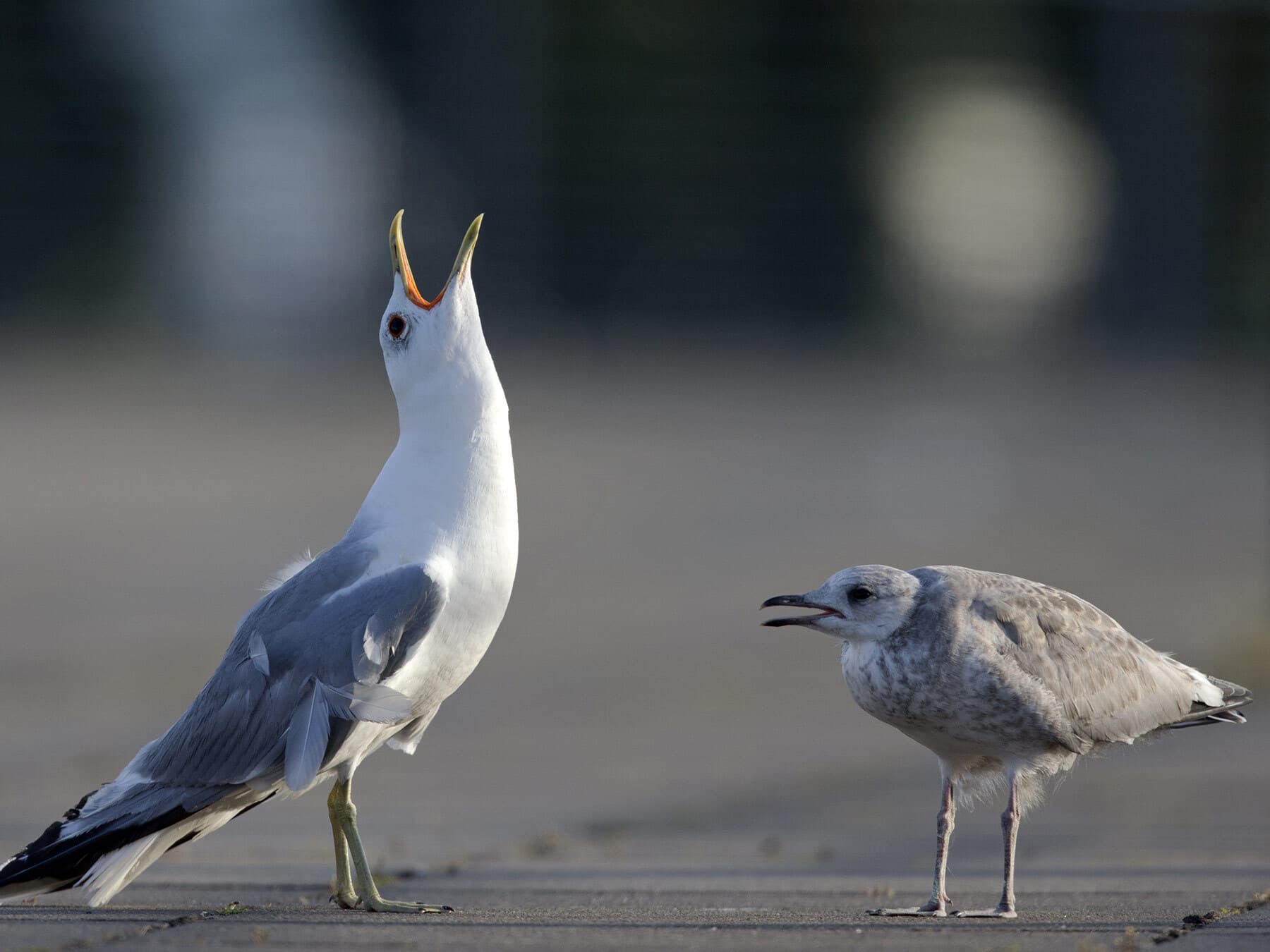Adult and juvenile Common Gull next to one another