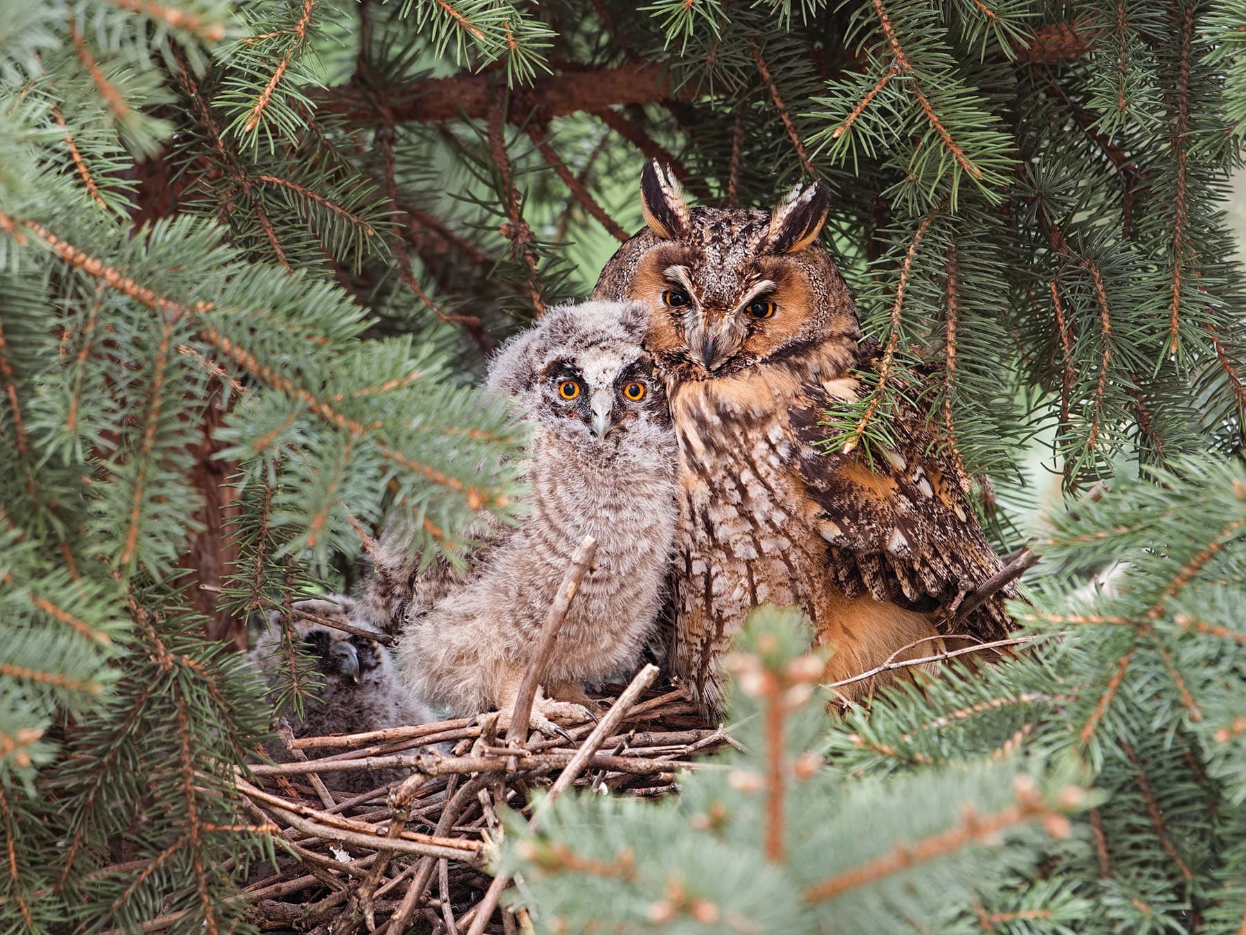 Adult and young juvenile Long-eared owl in a tree