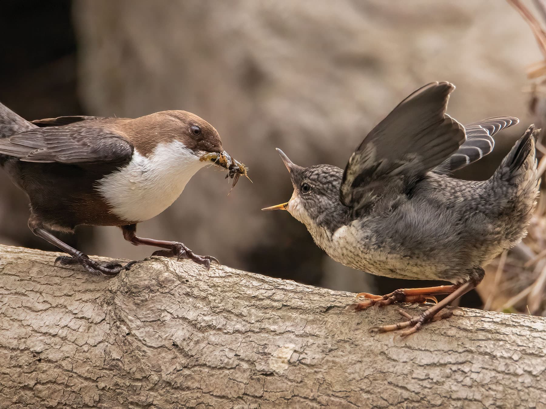 Adult Dipper feeding a recently fledged juvenile