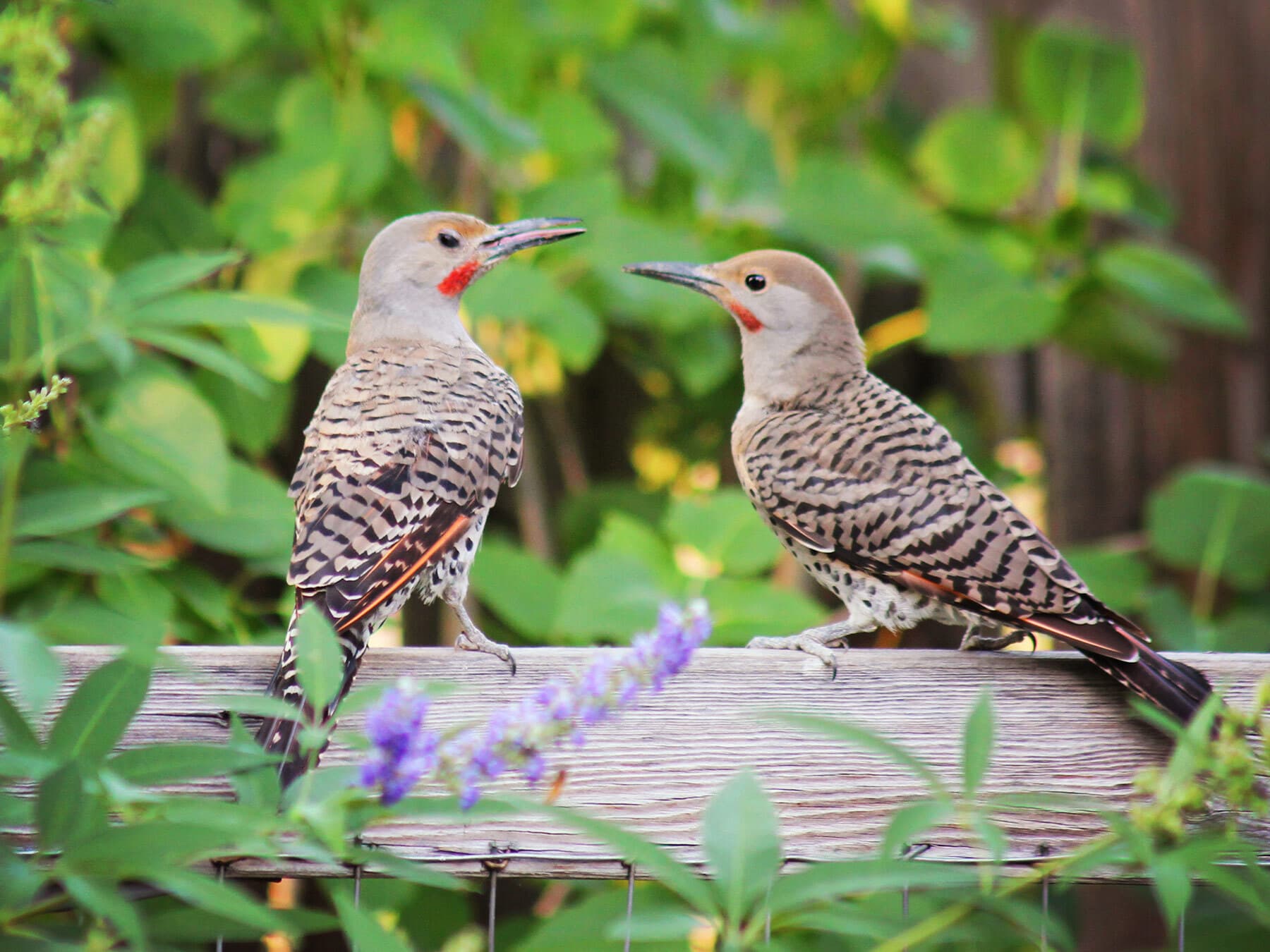 Adult juvenile flickers