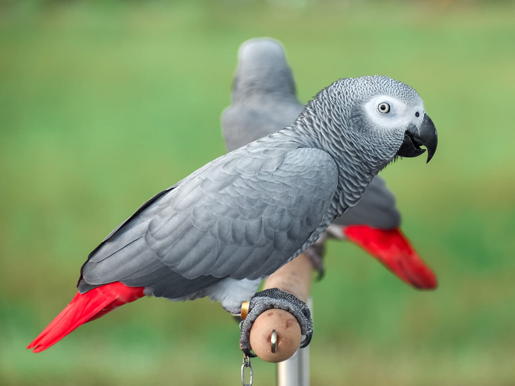 African gray parrot