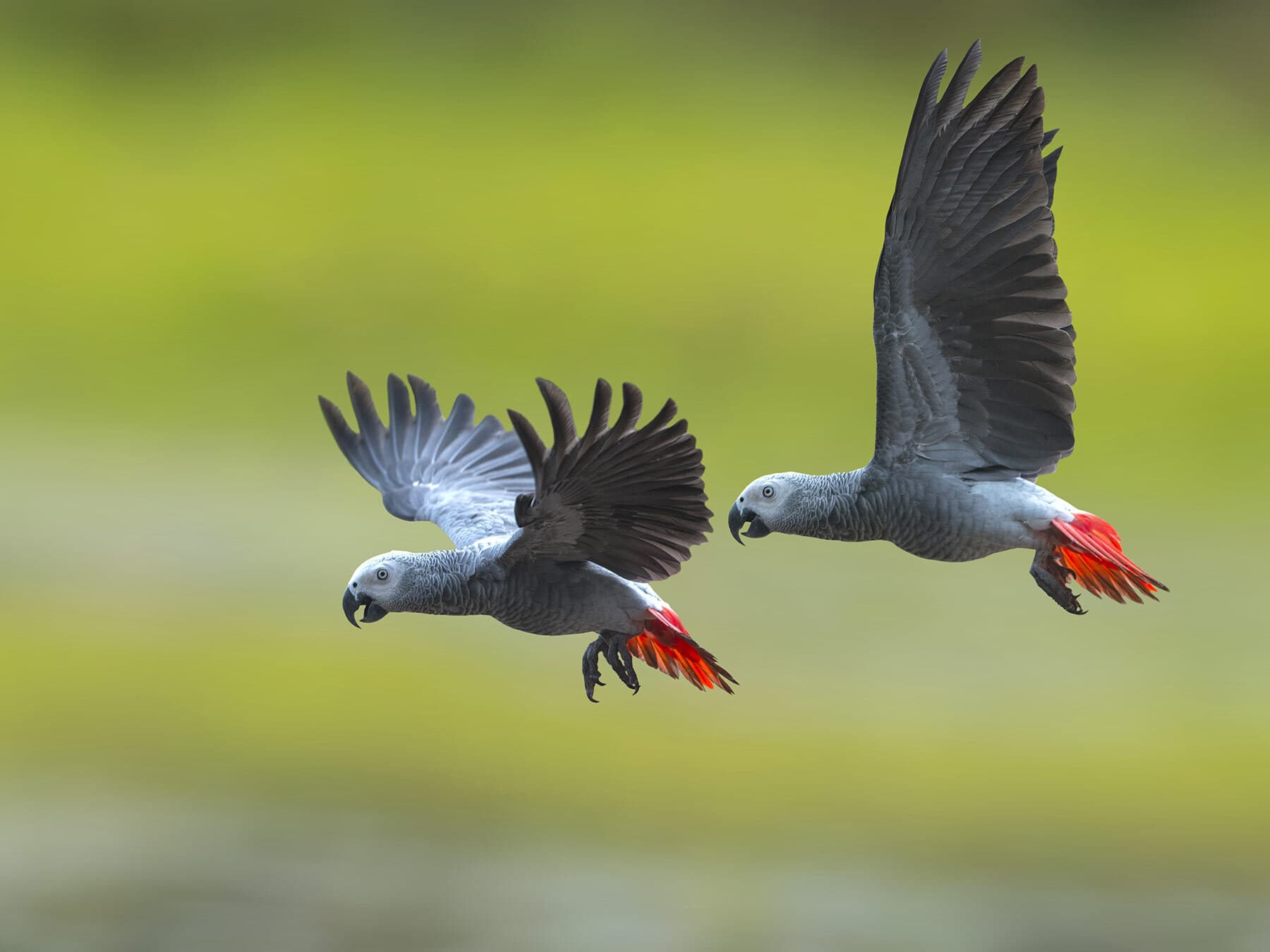 African grey parrot pair