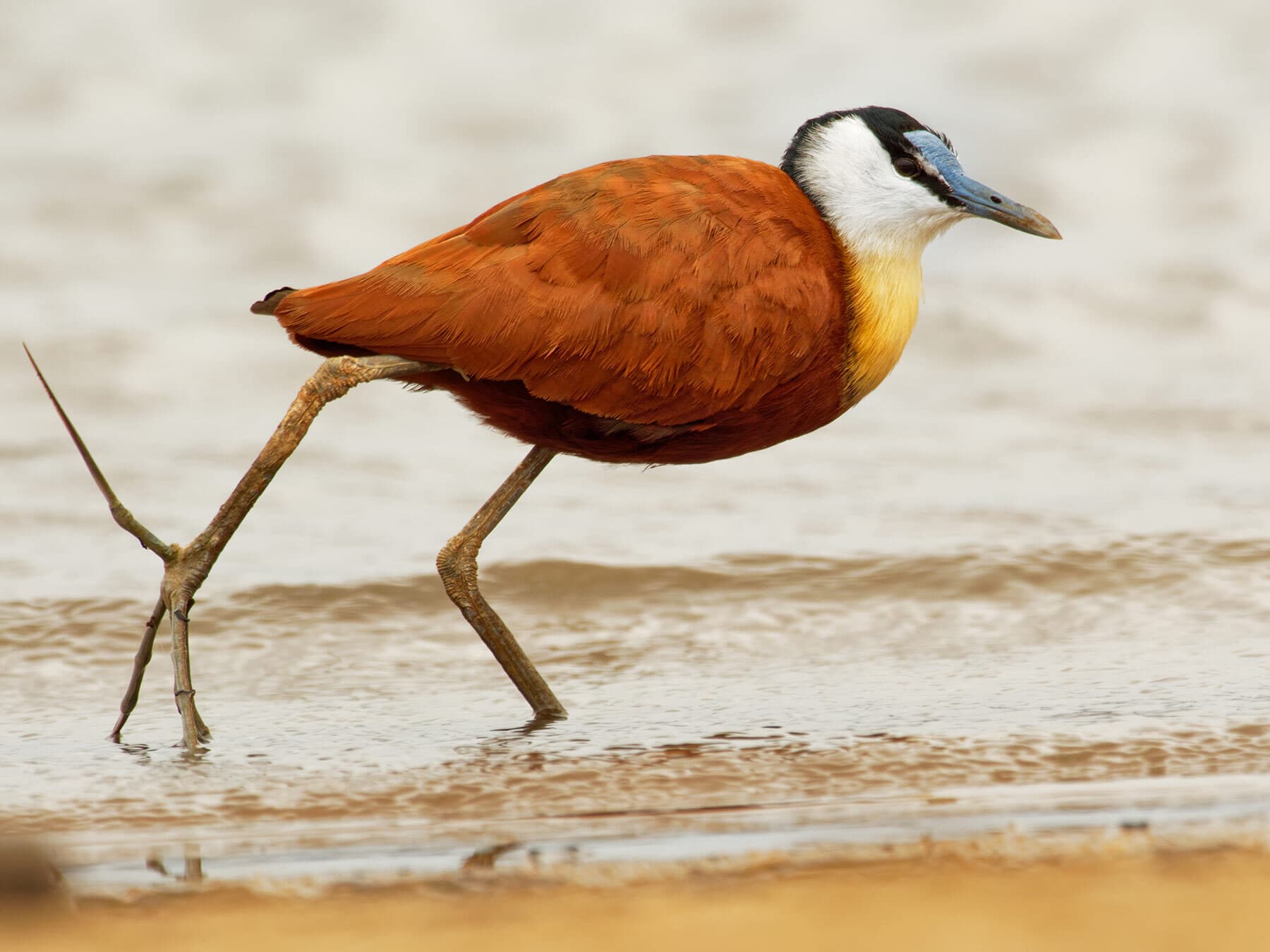 Close up of an African Jacana