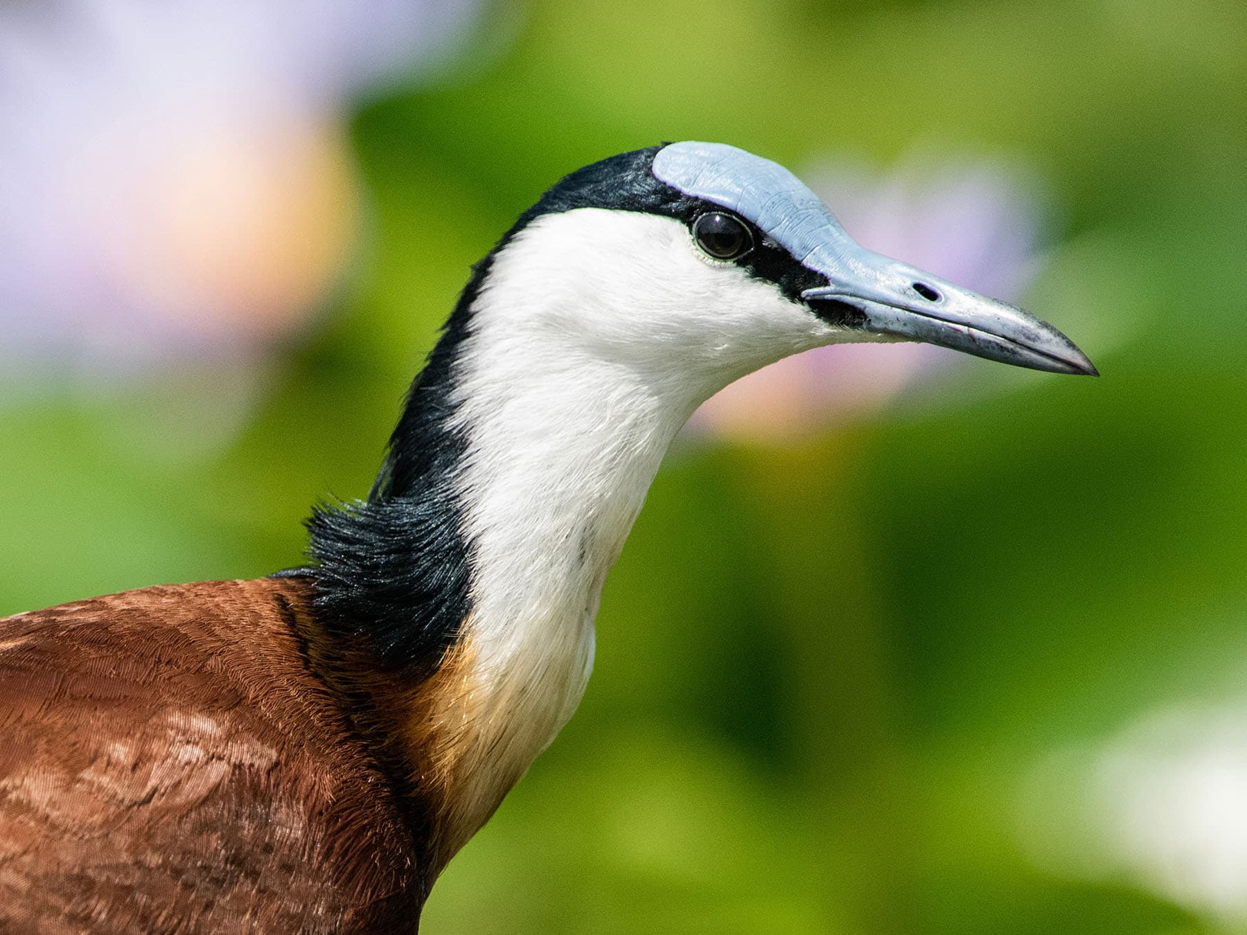 Close up portrait of an African Jacana