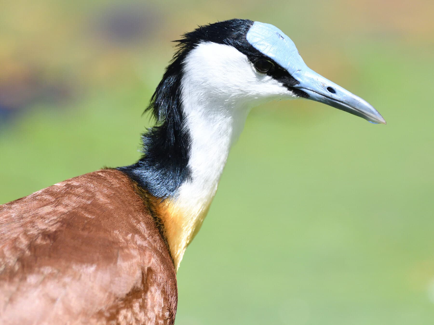 Portrait of an African Jacana