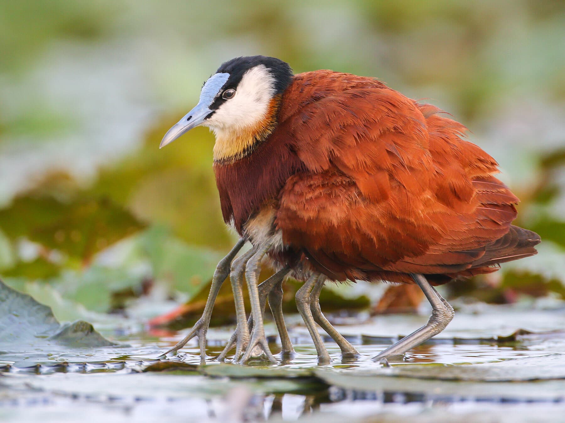 African Jacana protecting chicks
