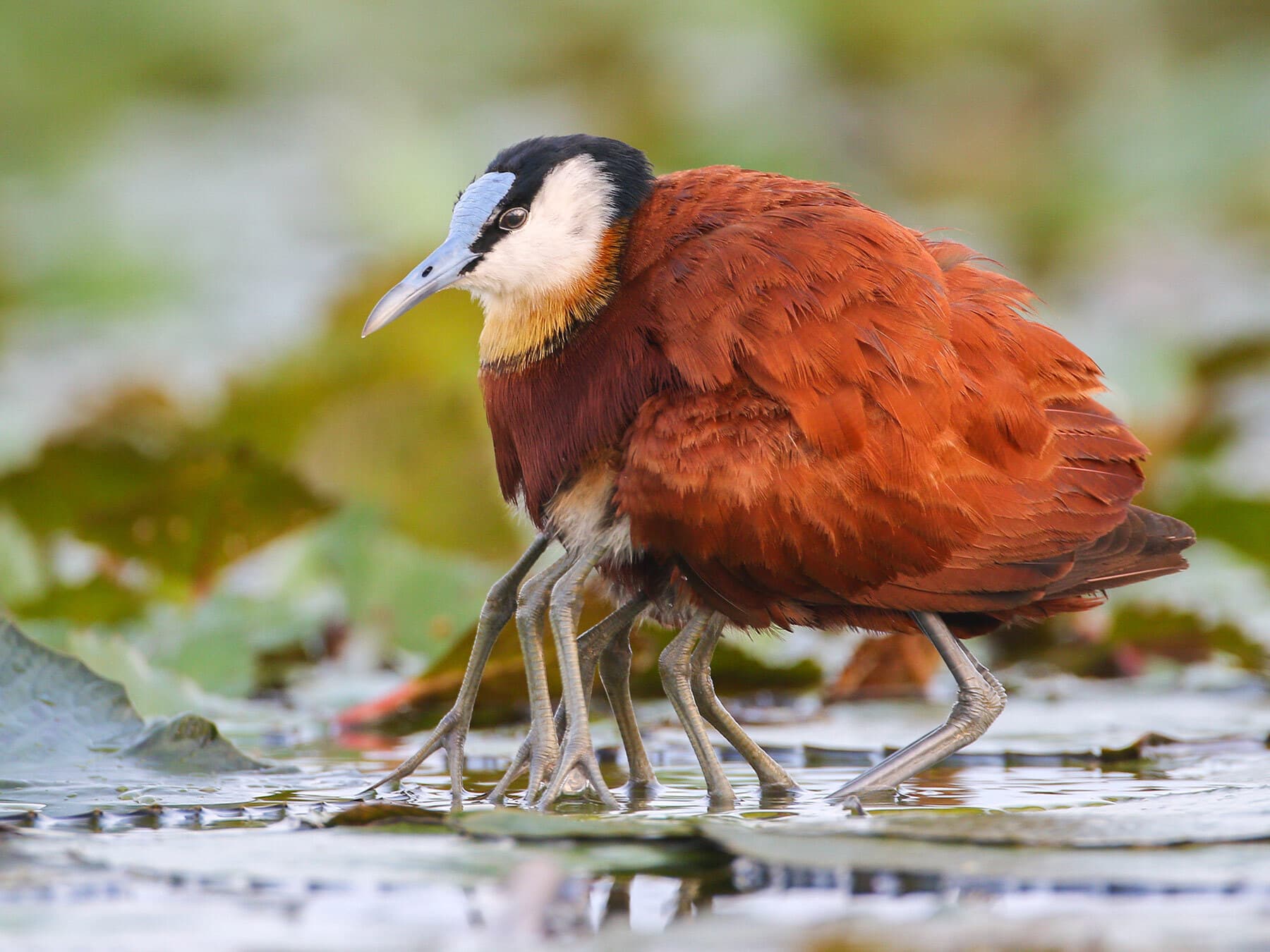 African jacana protecting chicks