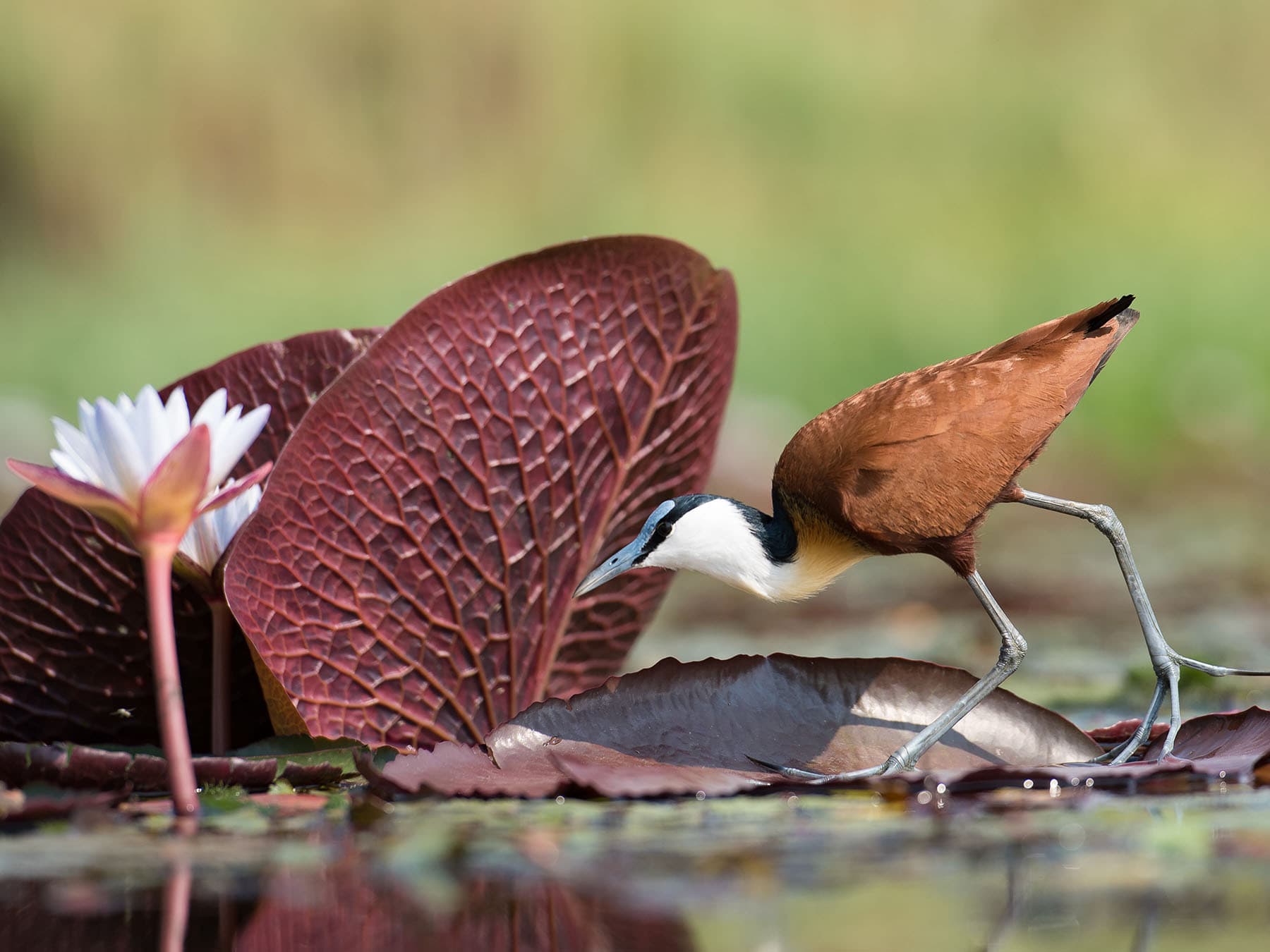 African Jacana walking on water lilies, Botswana