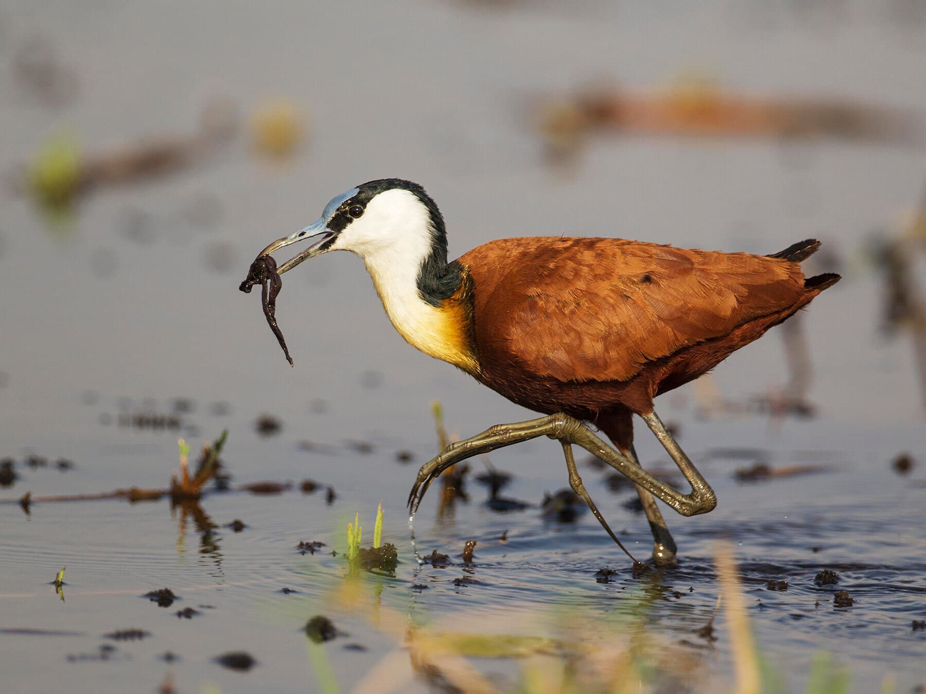 African Jacana with prey