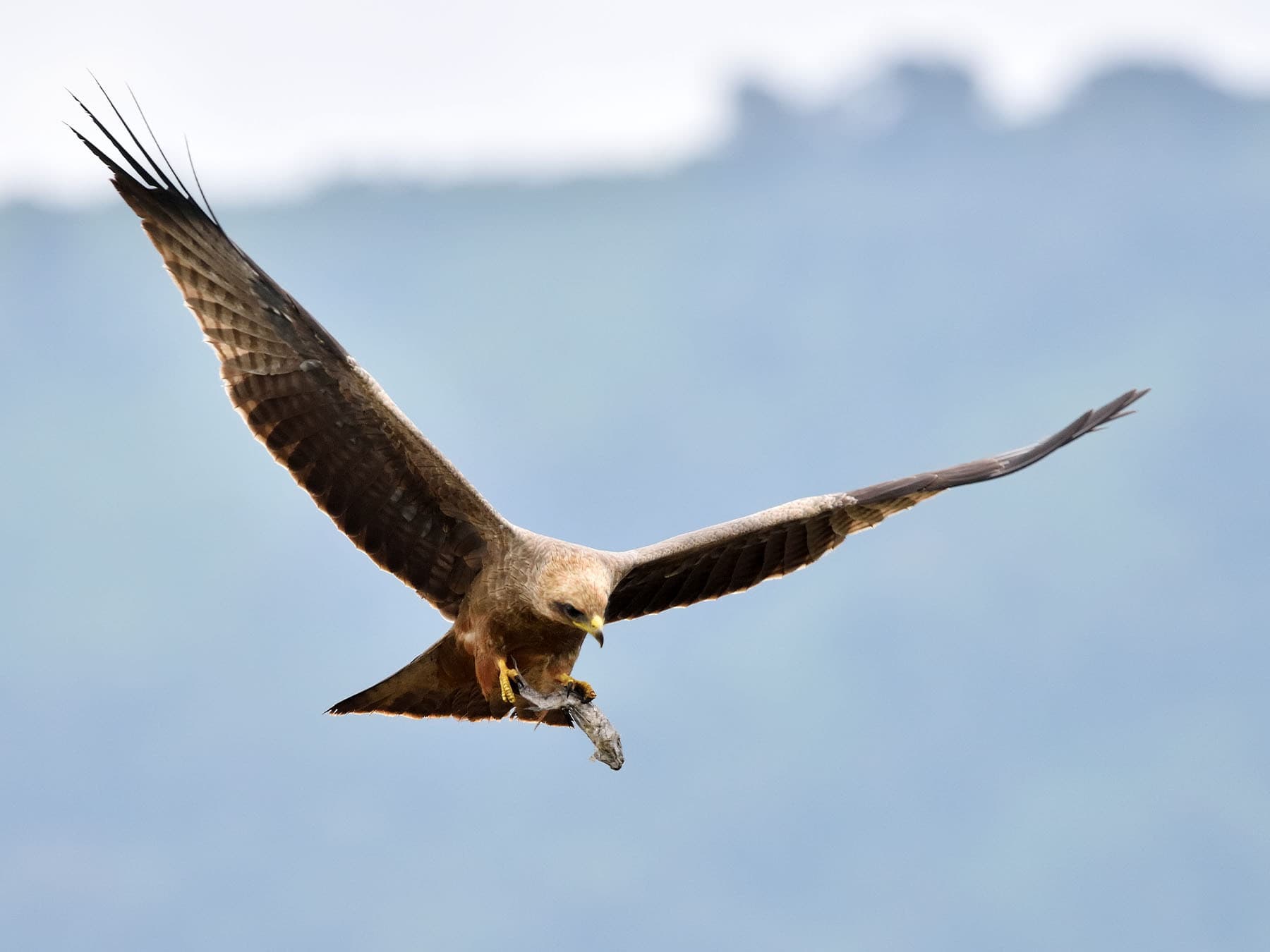 African Marsh Harrier in-flight with prey