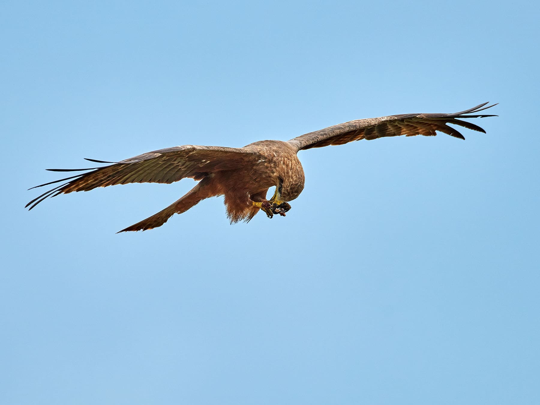 African Marsh Harrier in-flight