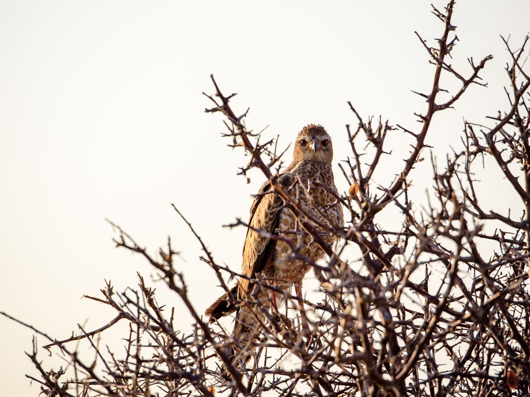 African Marsh Harrier perching in a tree
