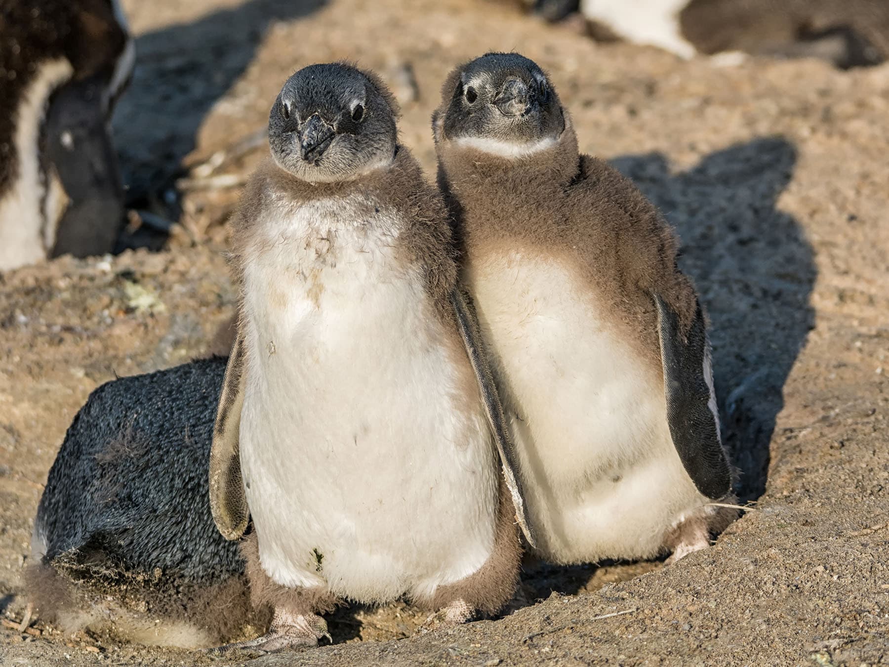 African Penguin chicks