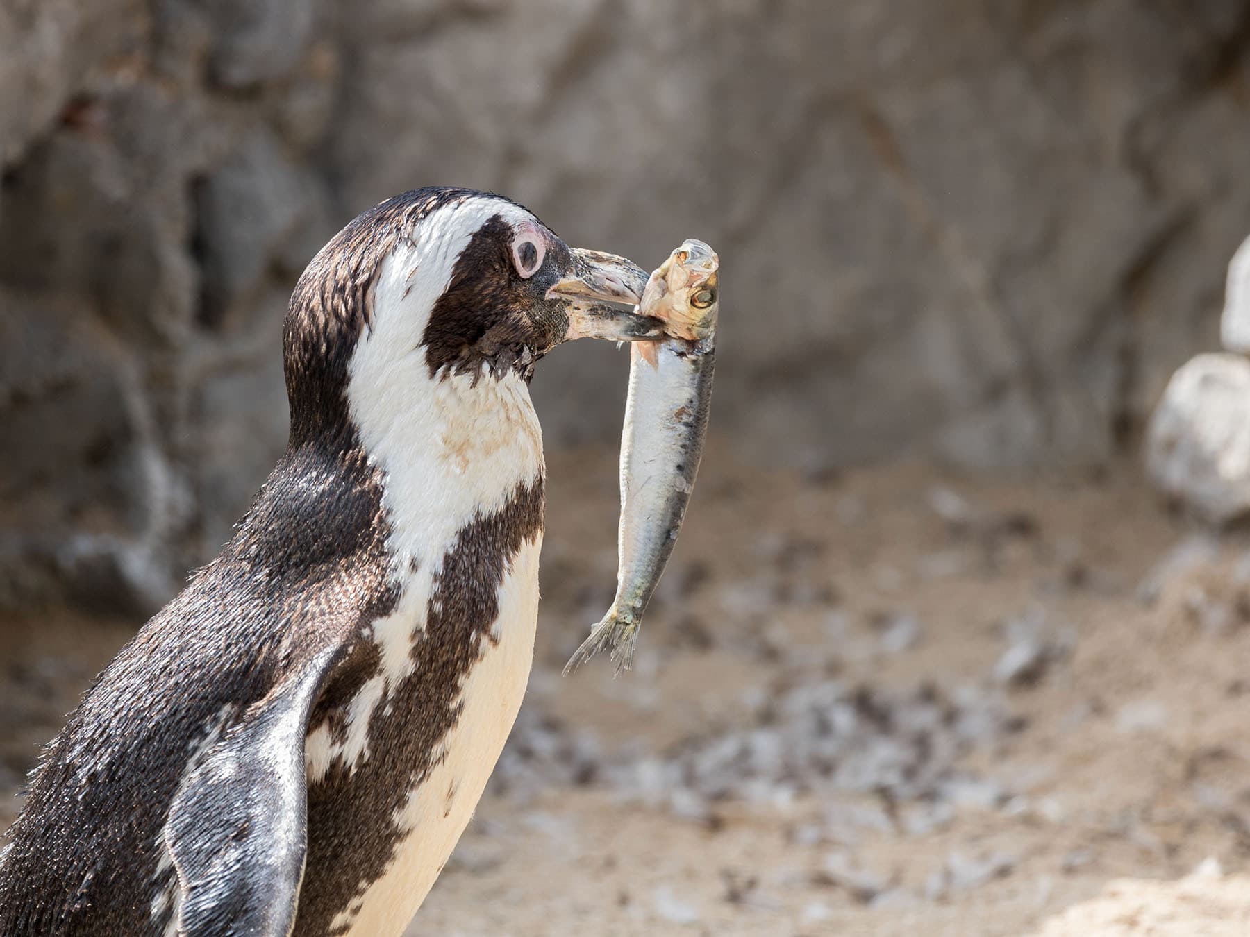African penguin eating fish