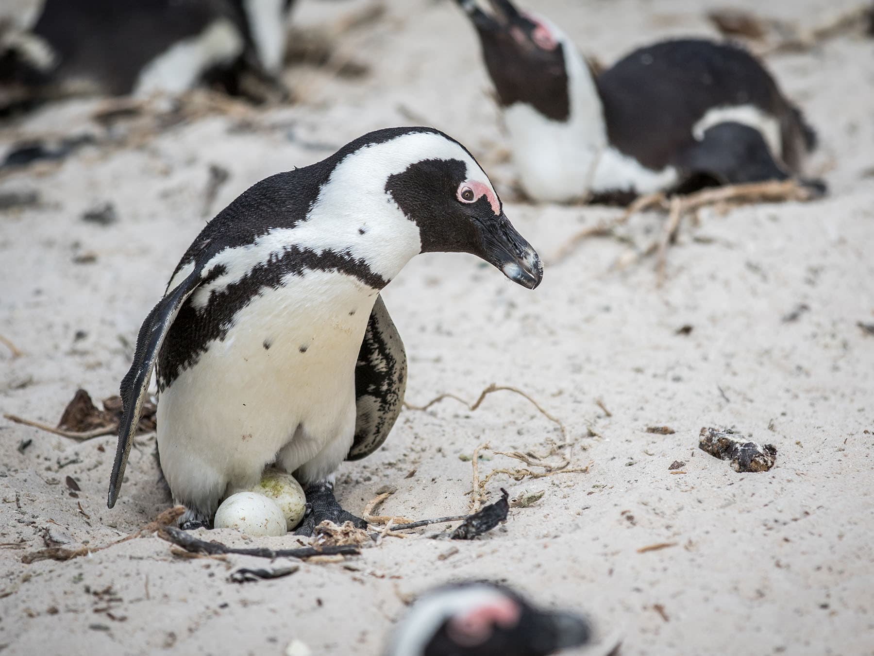 African Penguin sitting on eggs in the sand