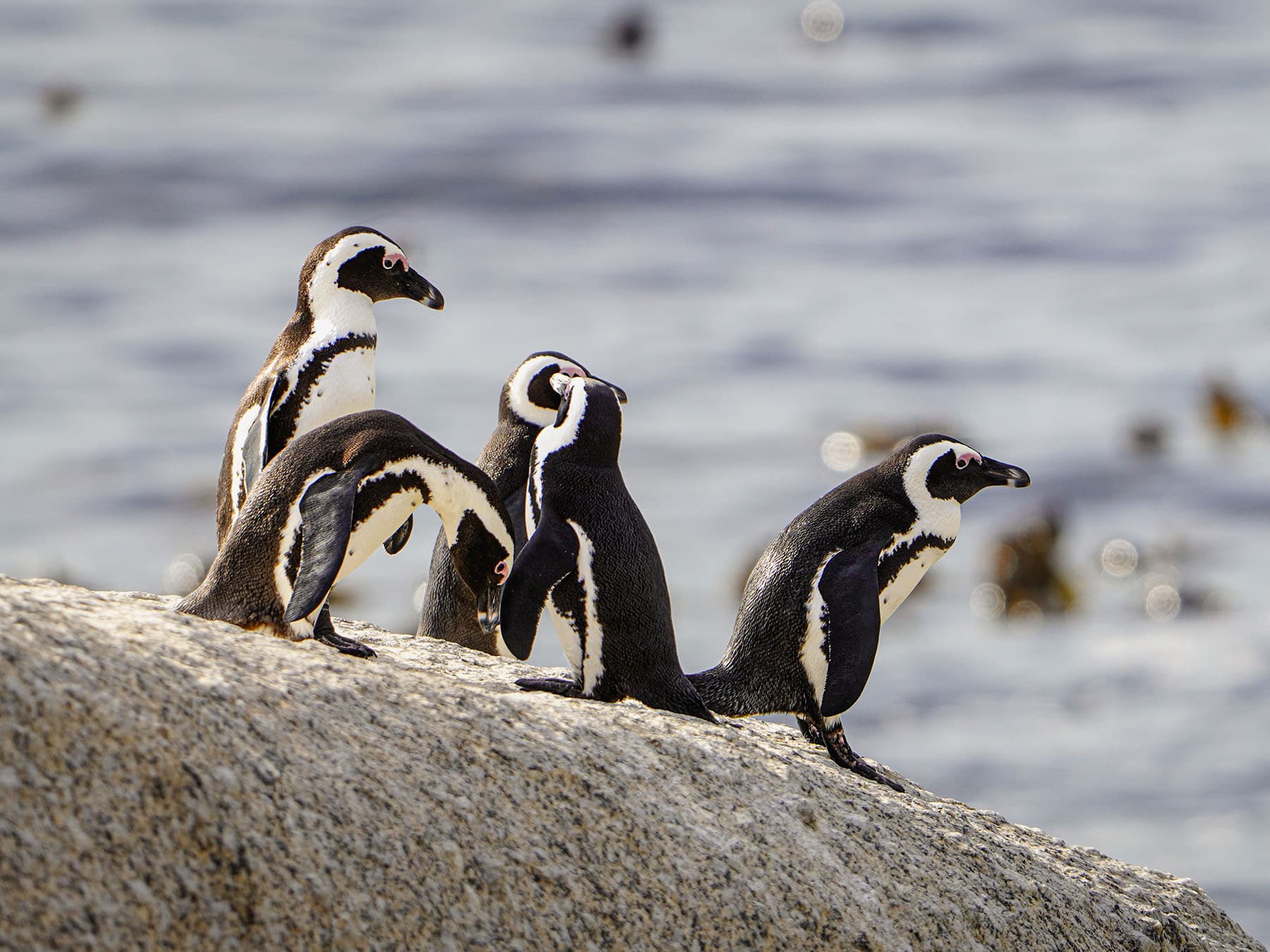 A group of African Penguins, Boulder's Beach near Cape Town, South Africa