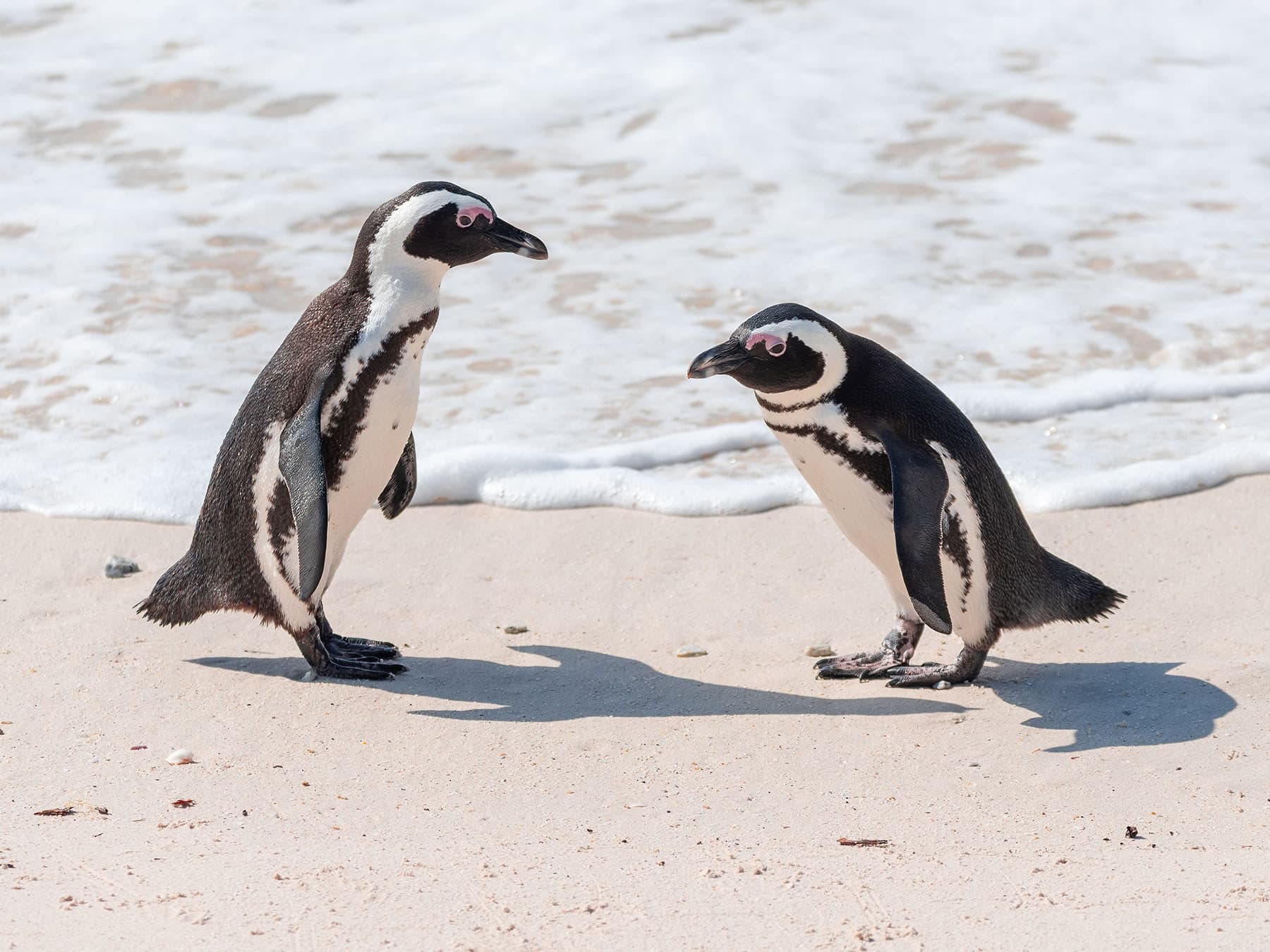 A pair of African Penguins