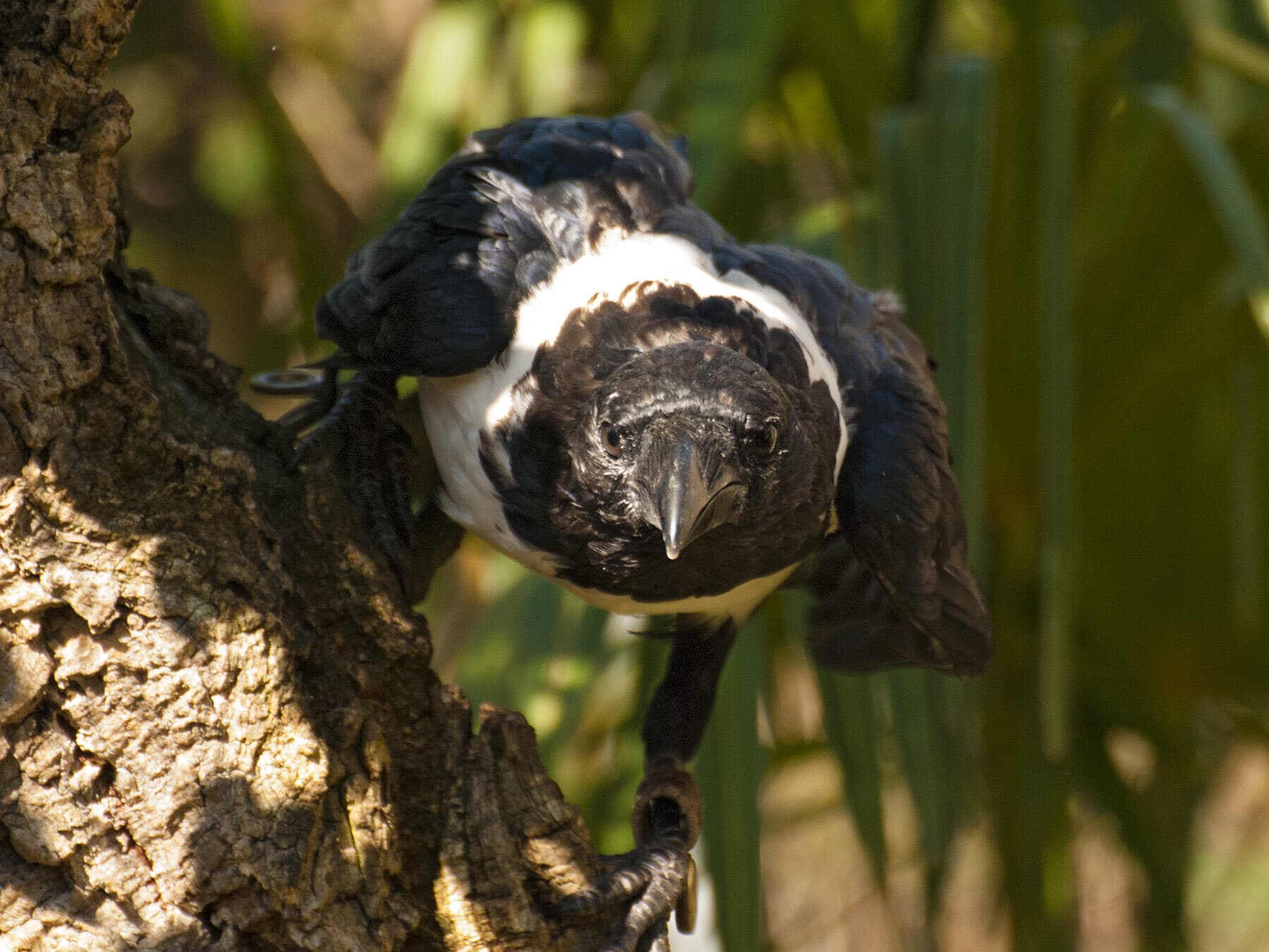 African Pied Crow