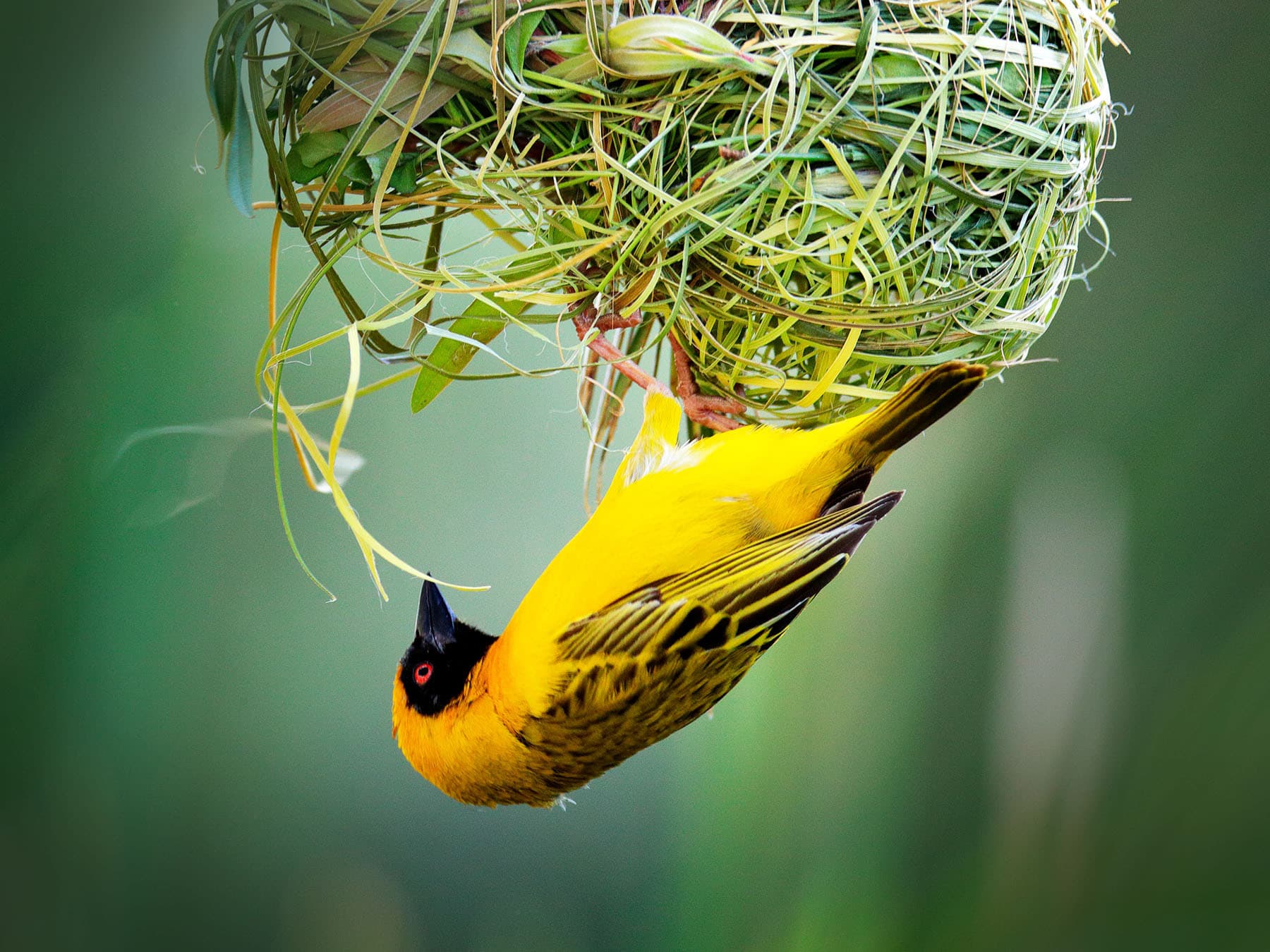 African southern masked weaver building nest