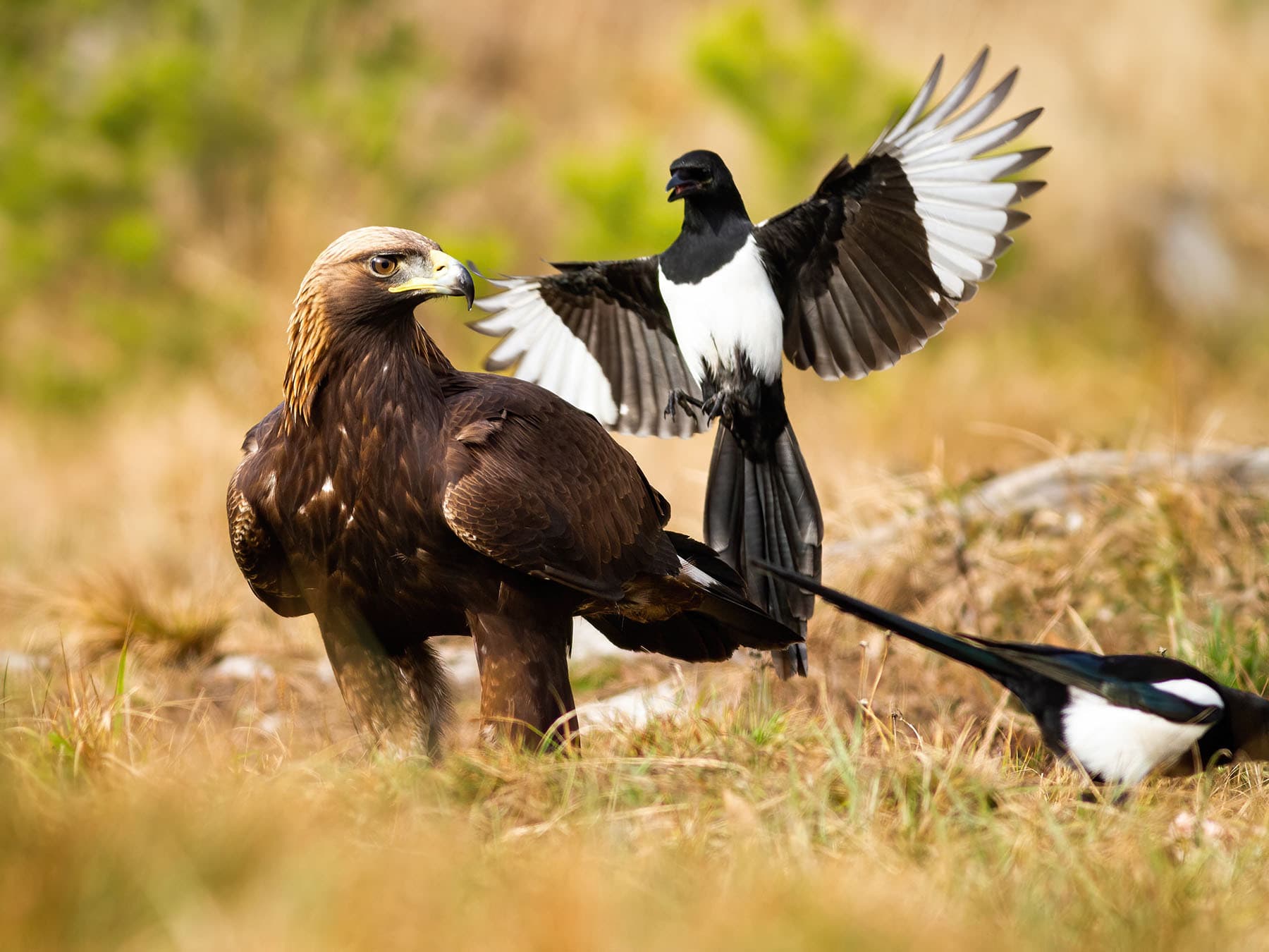 Magpie harassing a Golden Eagle