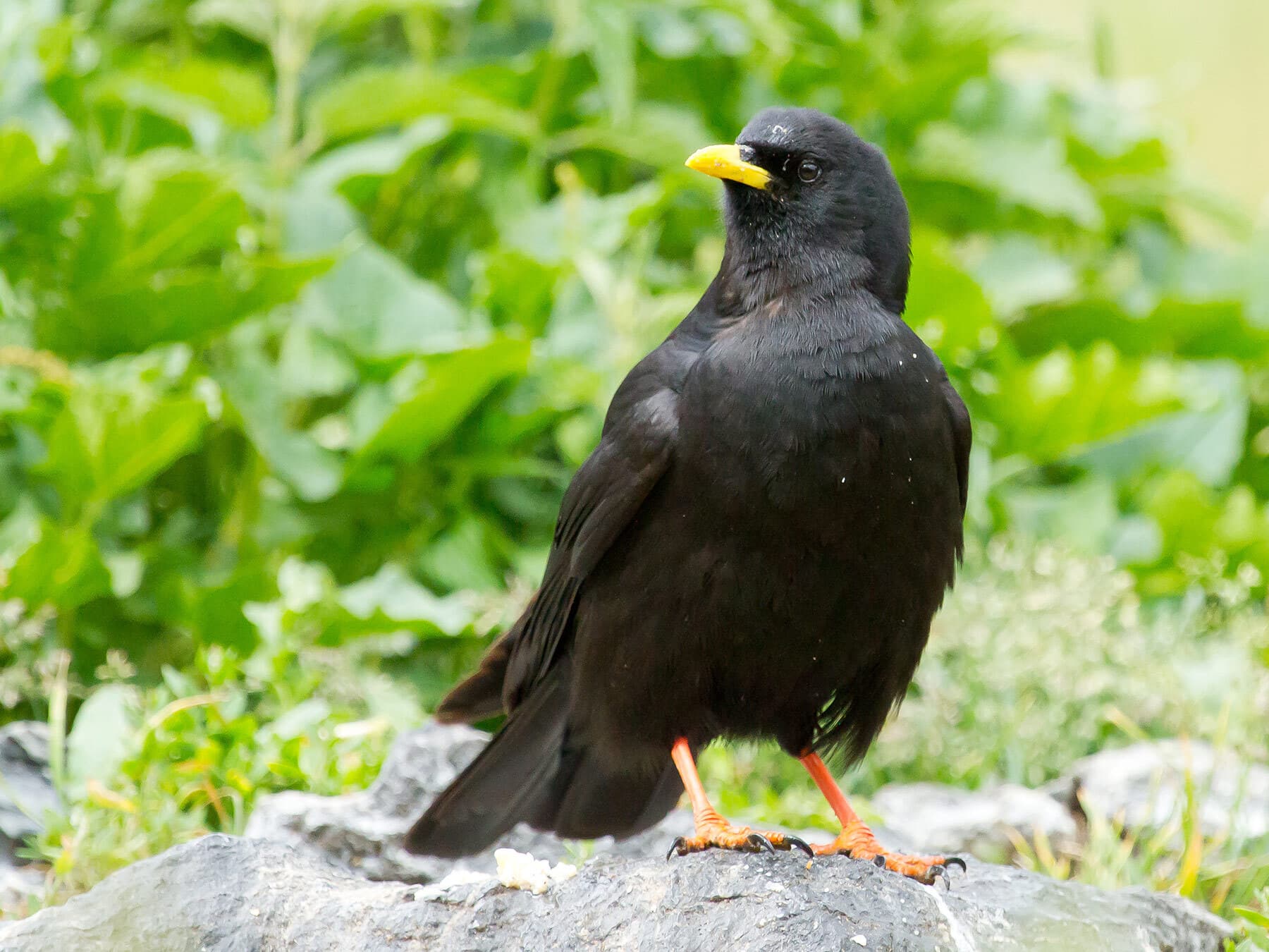 Close up of an Alpine Chough (Yellow-billed Chough)