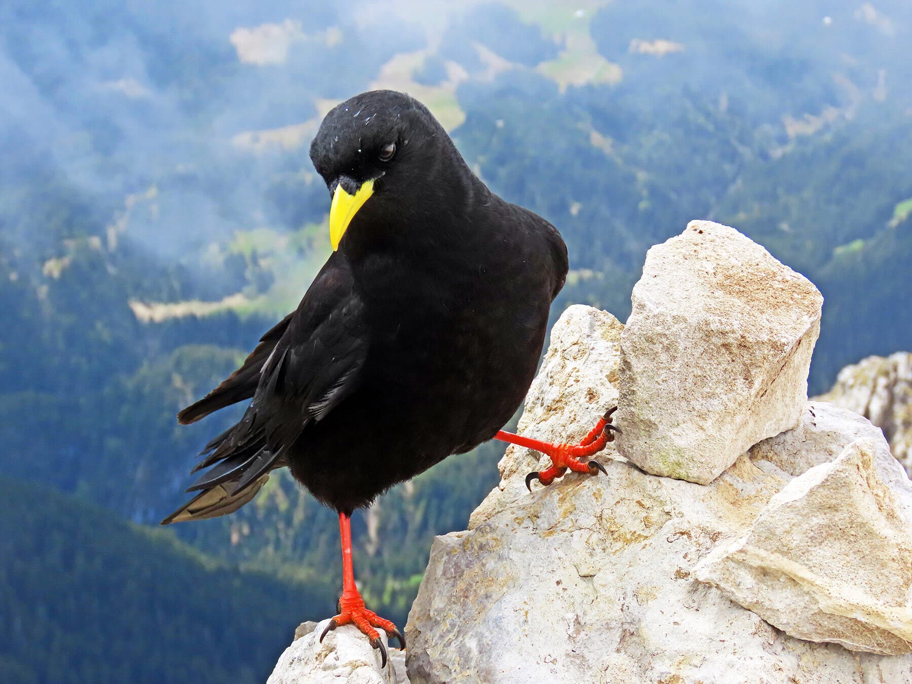 Alpine Chough in the mountains