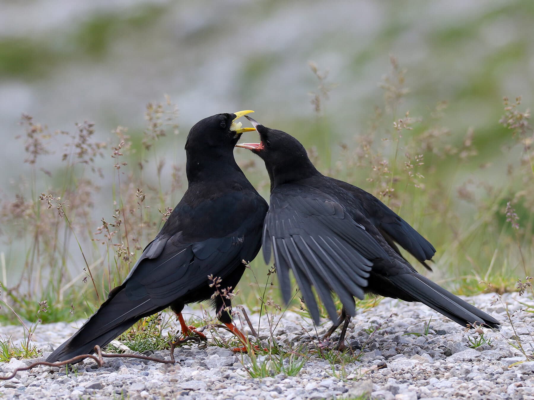 Alpine Chough feeding juvenile