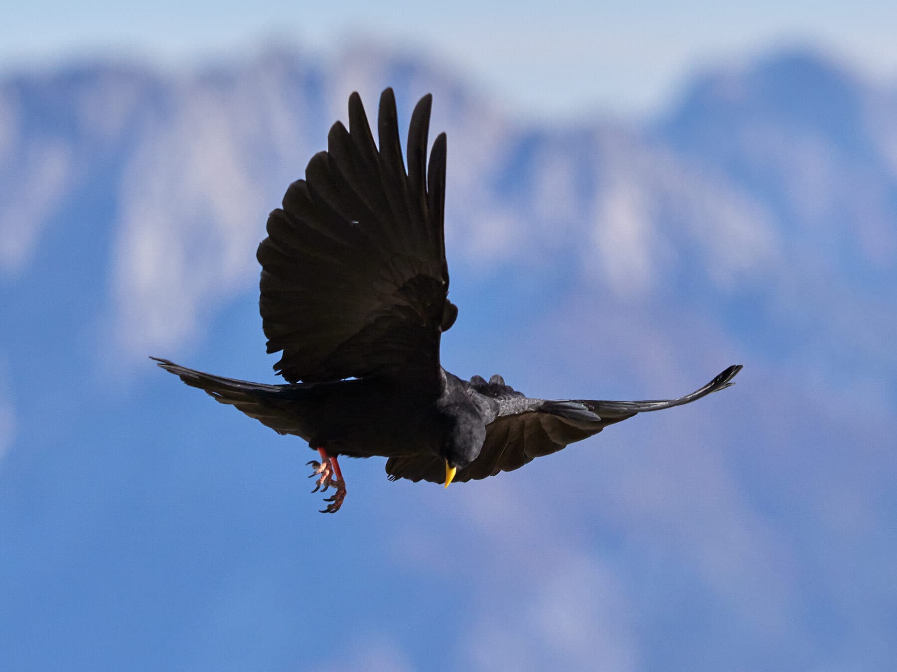 Alpine Chough in flight