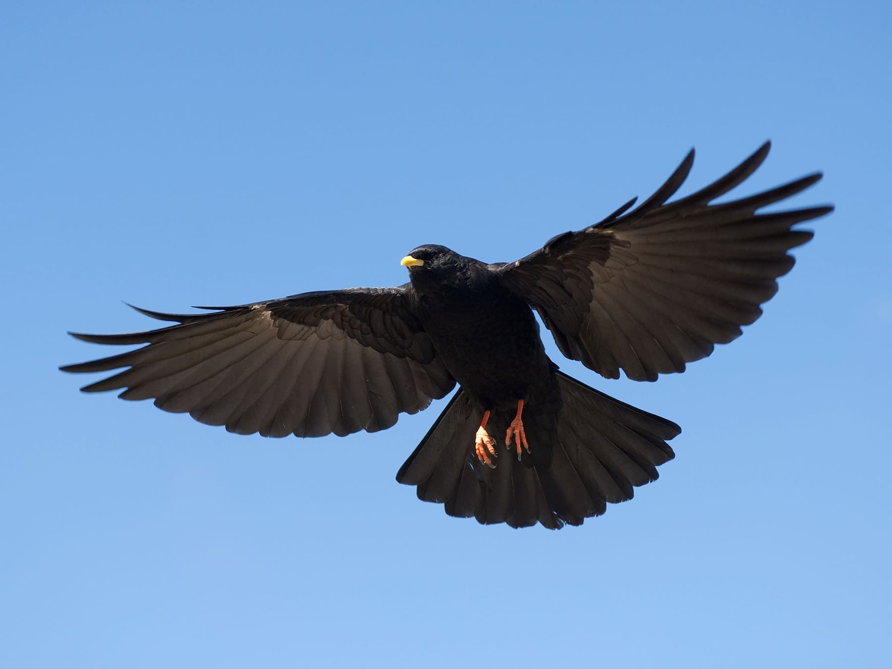 Alpine Chough in flight
