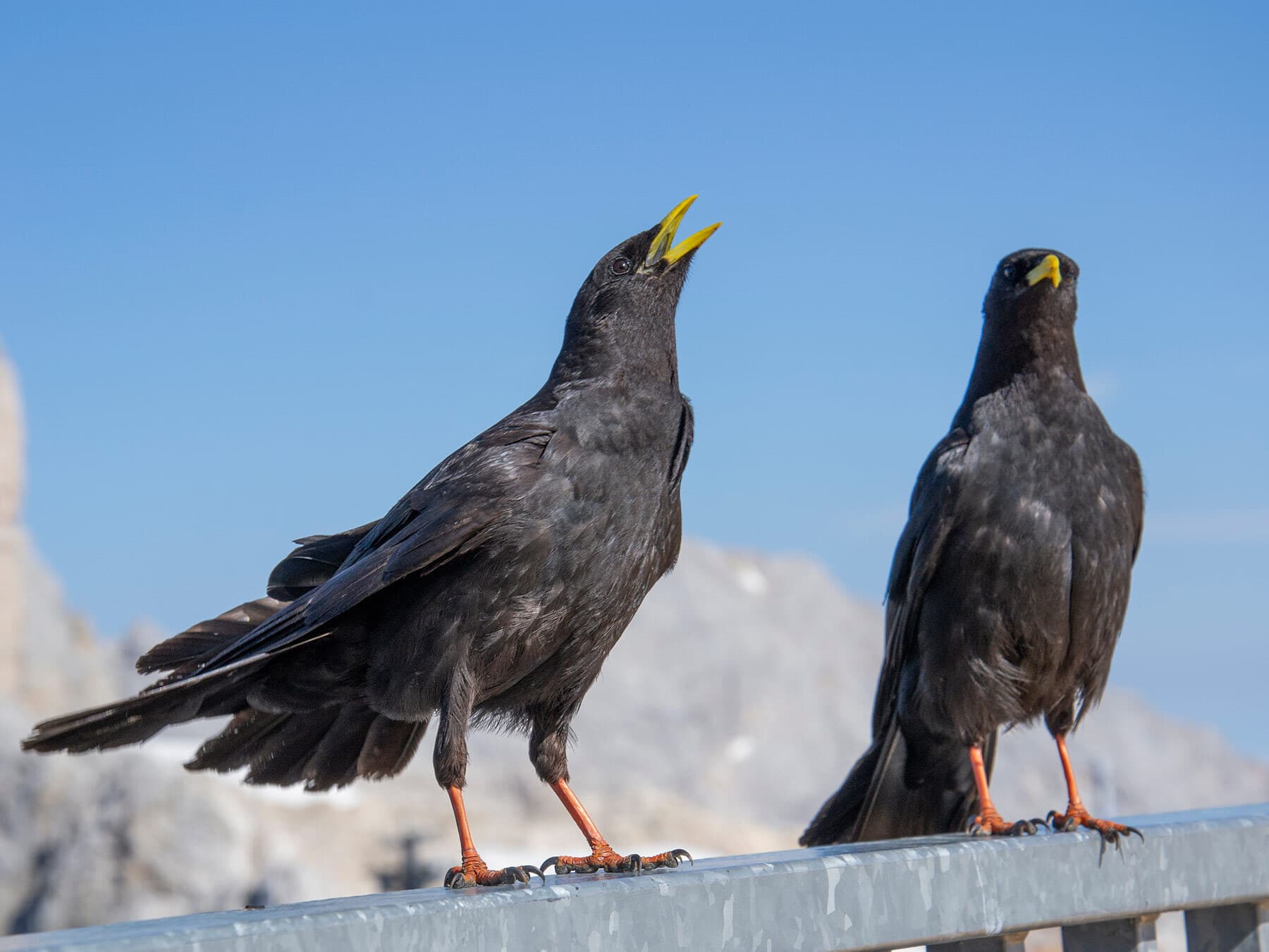 A pair of Alpine Choughs