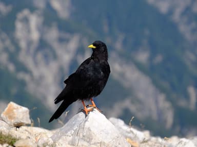 Alpine Chough | Birdfact