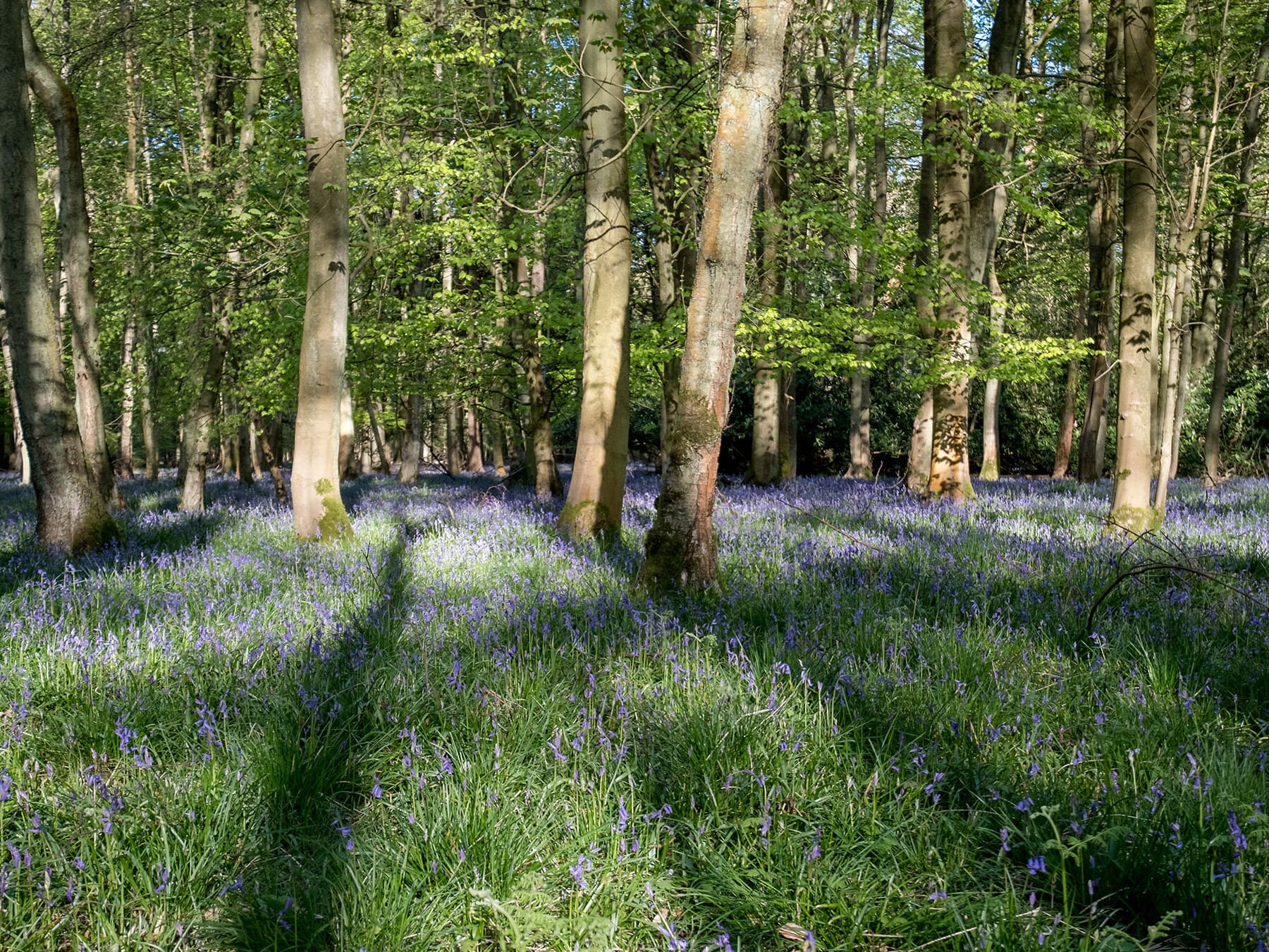 Alpine Meadow Nature Reserve