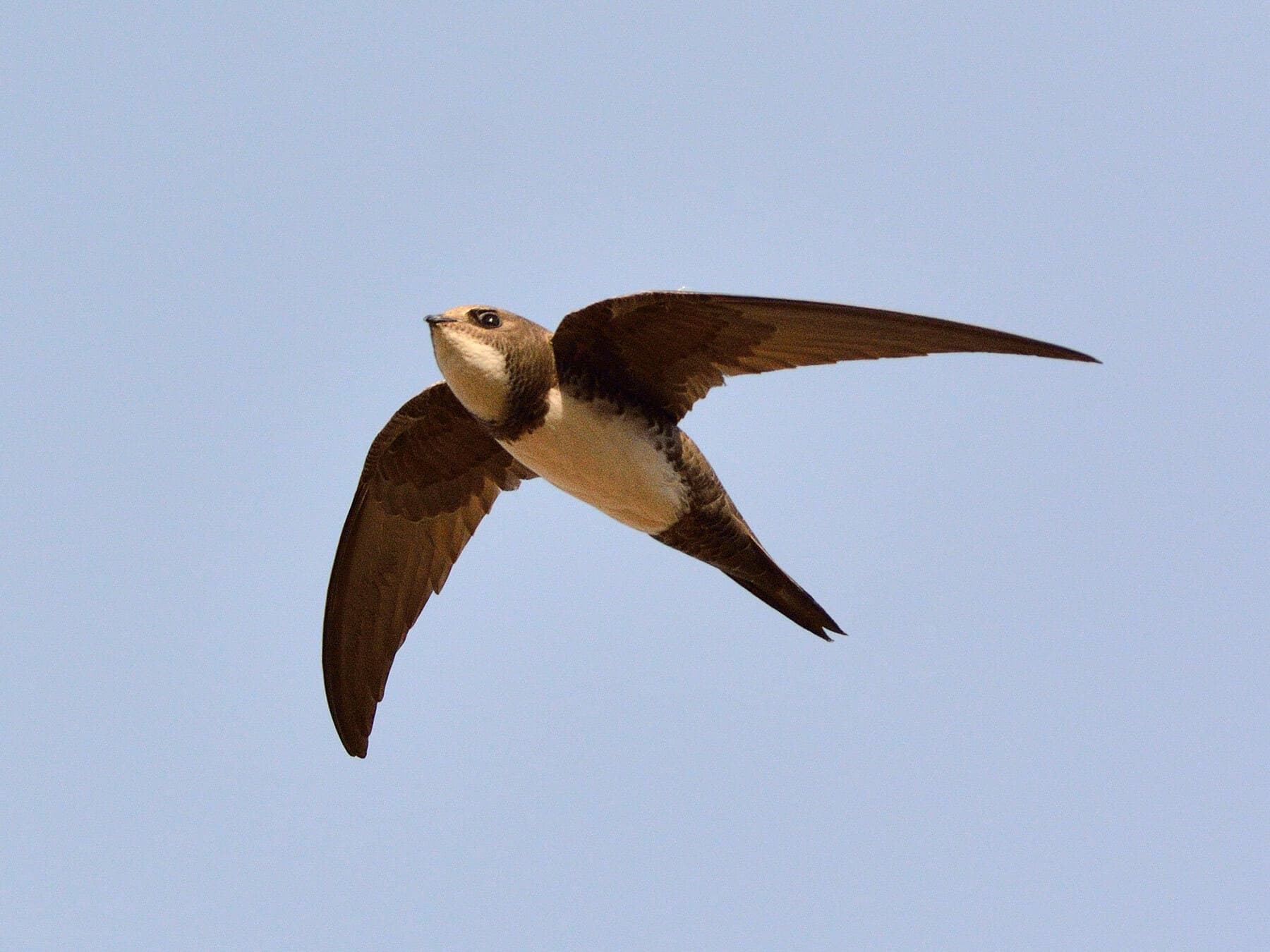 Alpine Swift in flight
